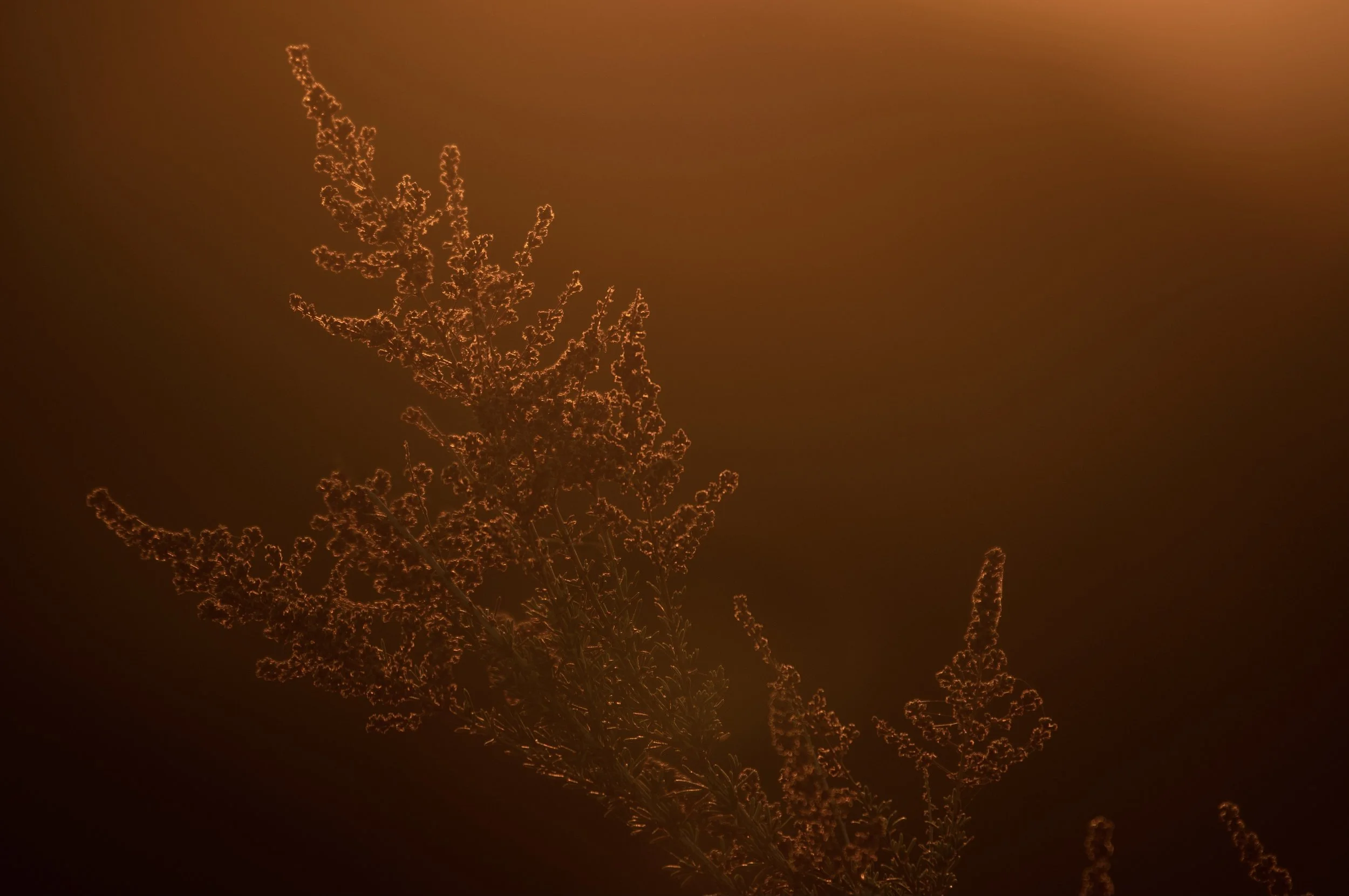 DSC_1239.jpeg