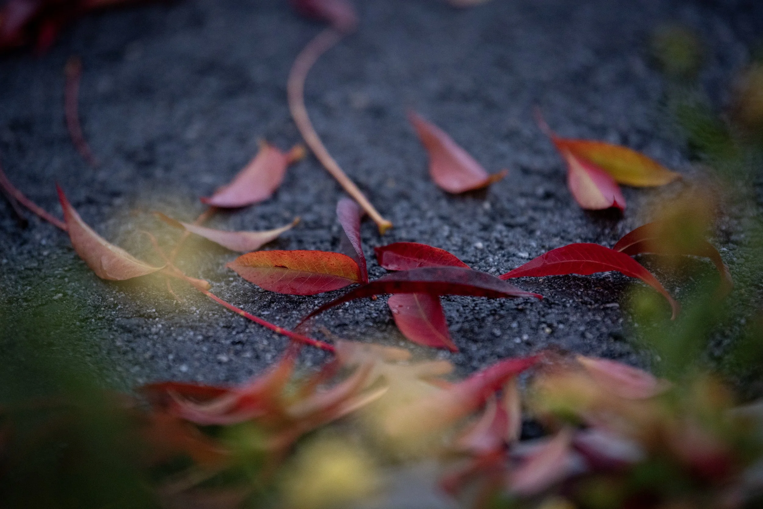 DSC_4699.jpeg