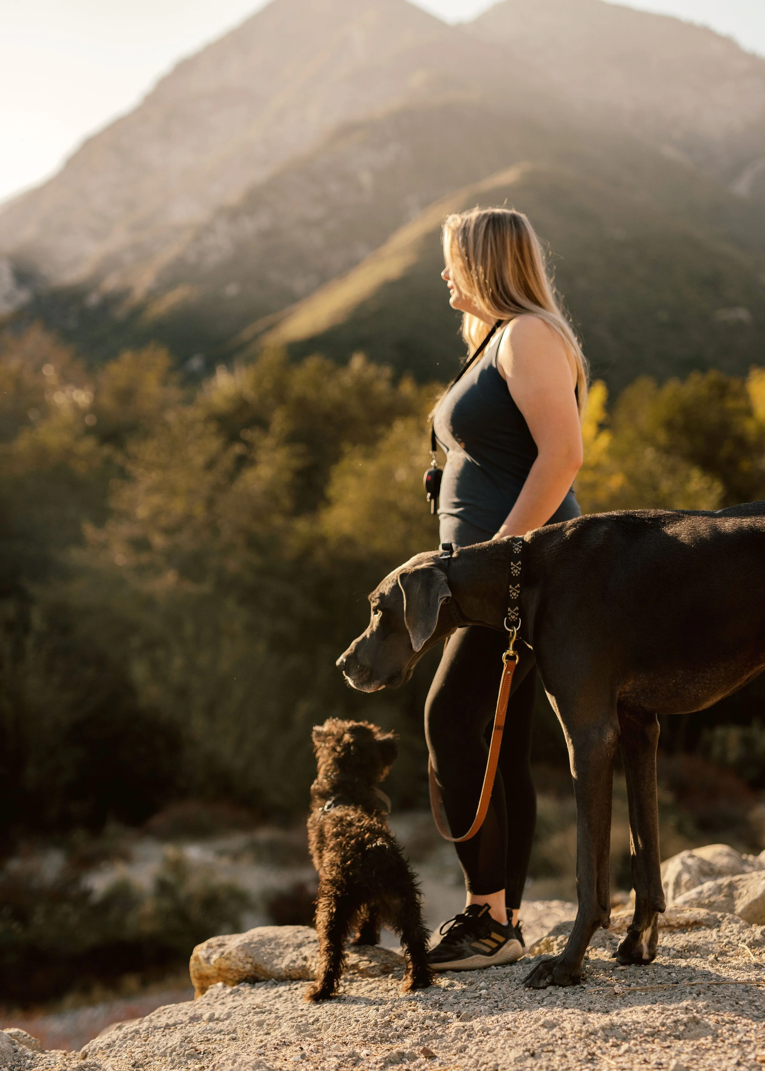 Dream Dog Program