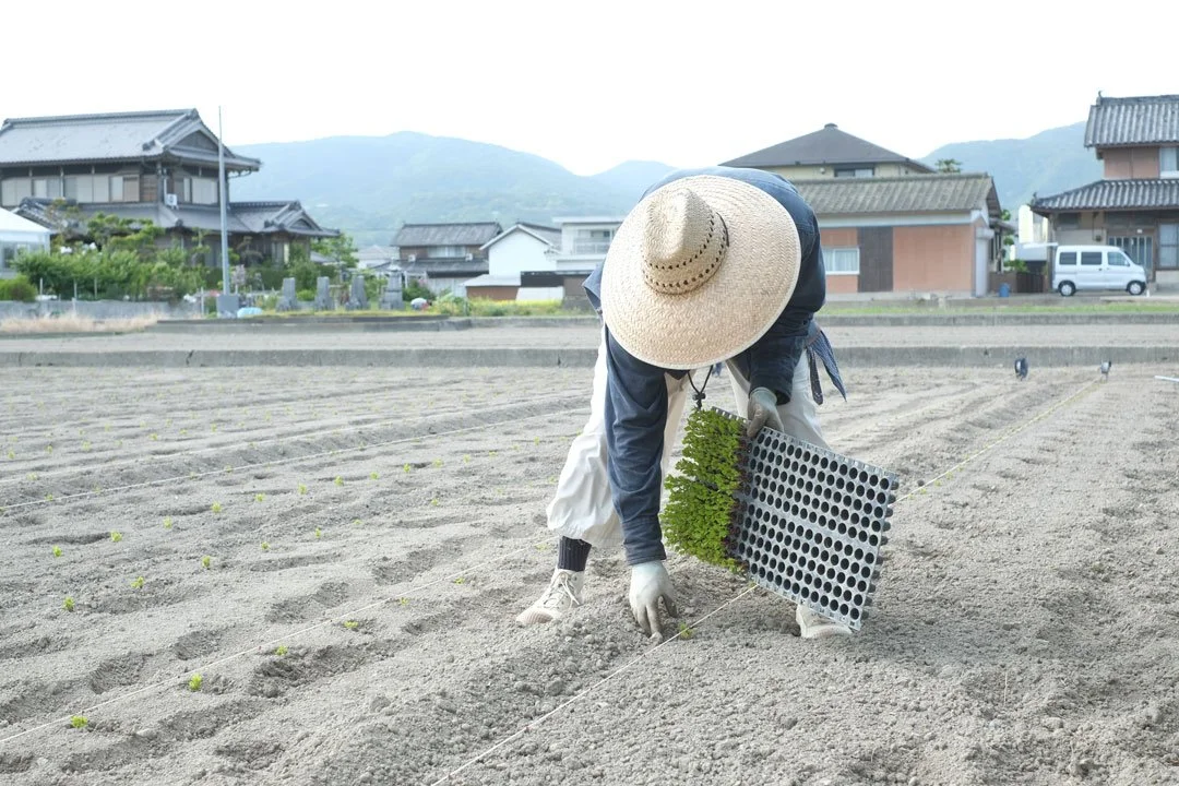 Planting indigo seedlings