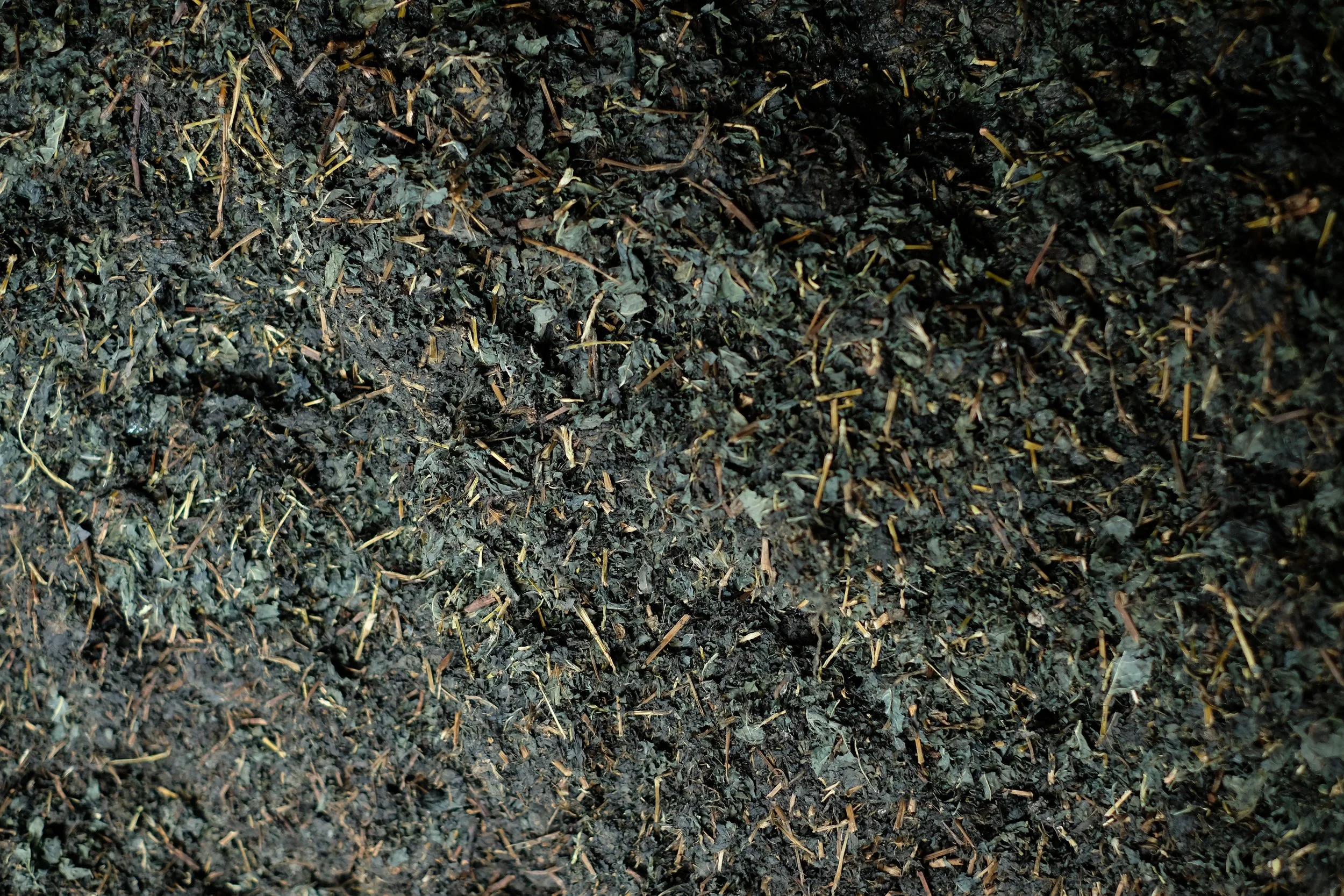 Drying of sukumo leaves