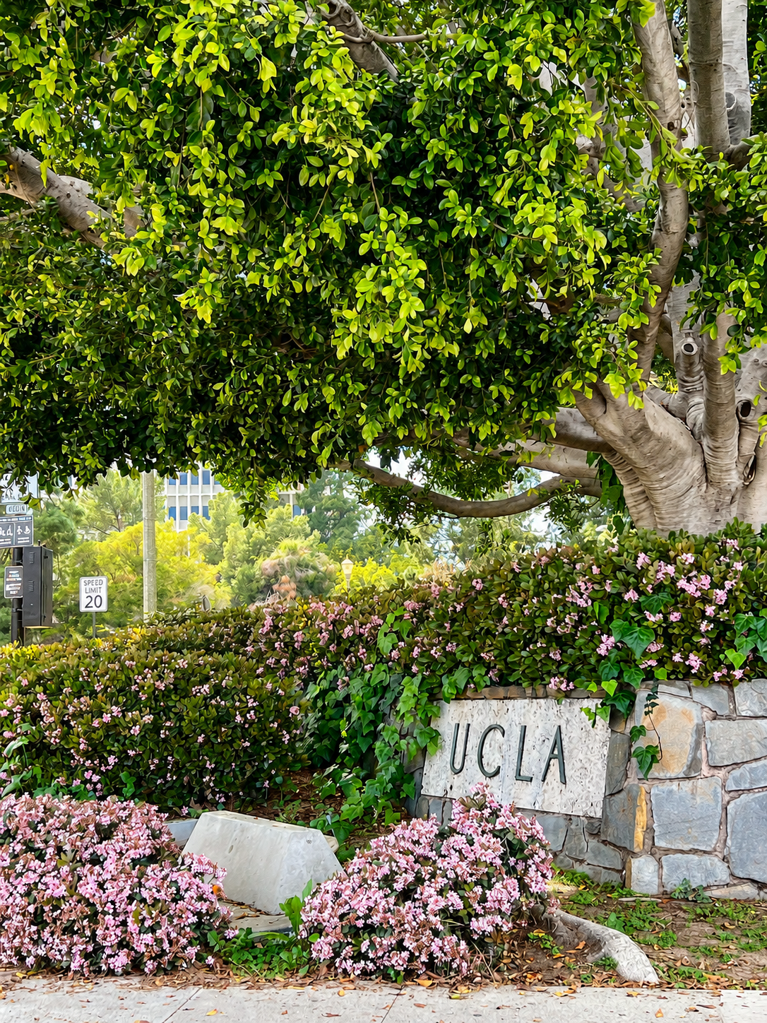 Bruin Blooms.png