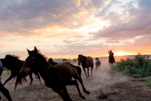 Horses in Miles City, Montana
