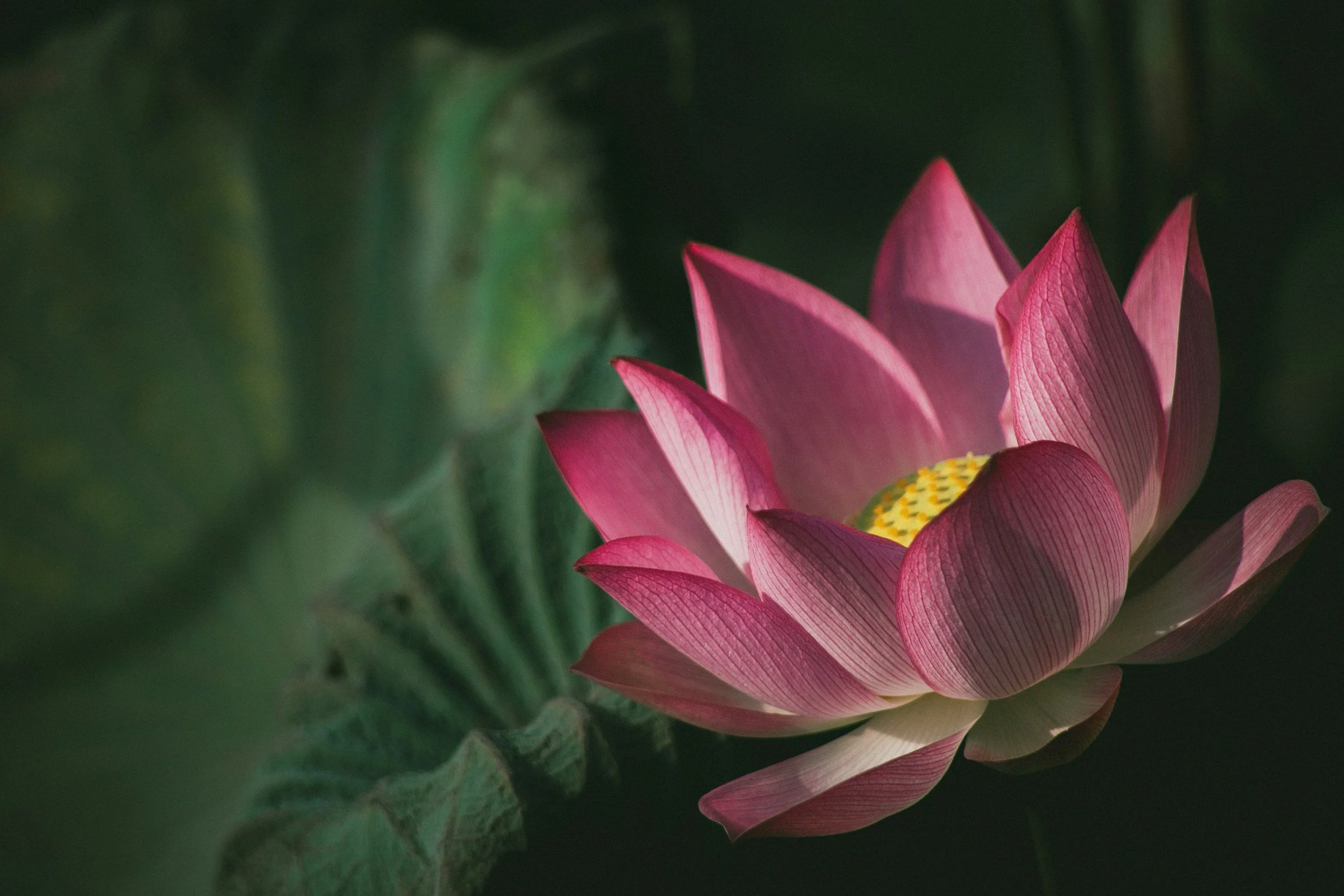 A pink water lily flower with yellow and orange interior petals surrounded by large green leaves.
