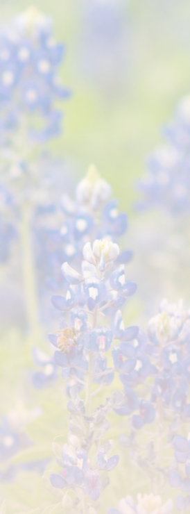 Close-up of blue and white flowers with soft focus background