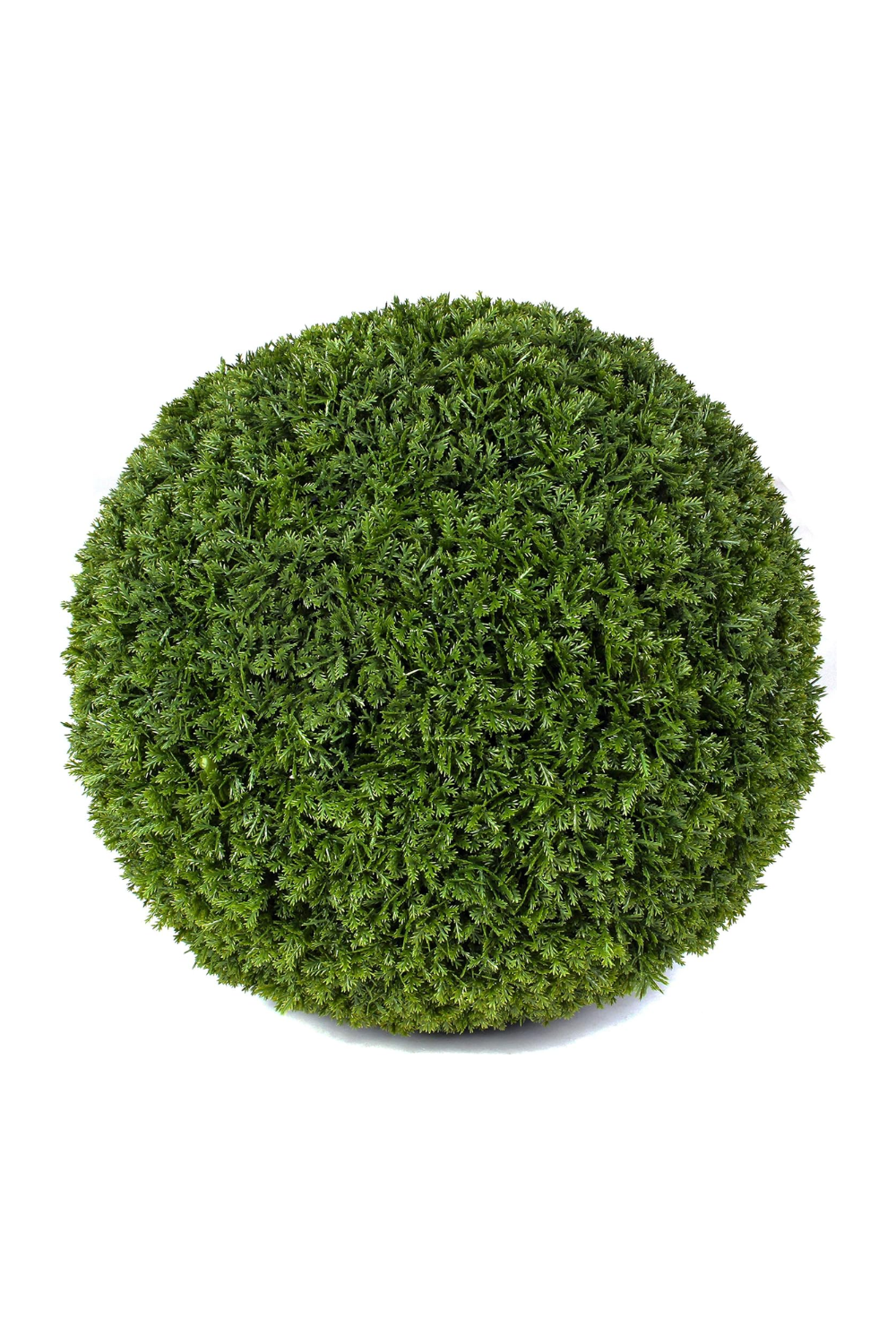 Green, densely foliaged shrub shaped into a round ball on a white background.