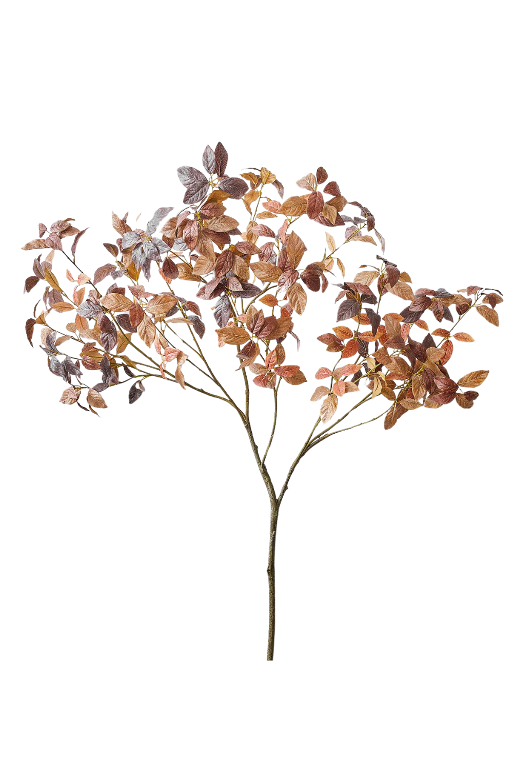 A branch with multiple reddish-brown and purple leaves against a white background.