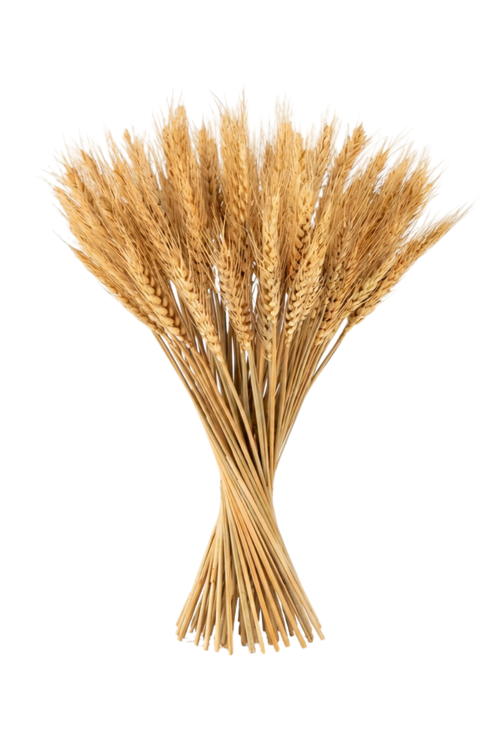 Bunch of wheat stalks against a white background.