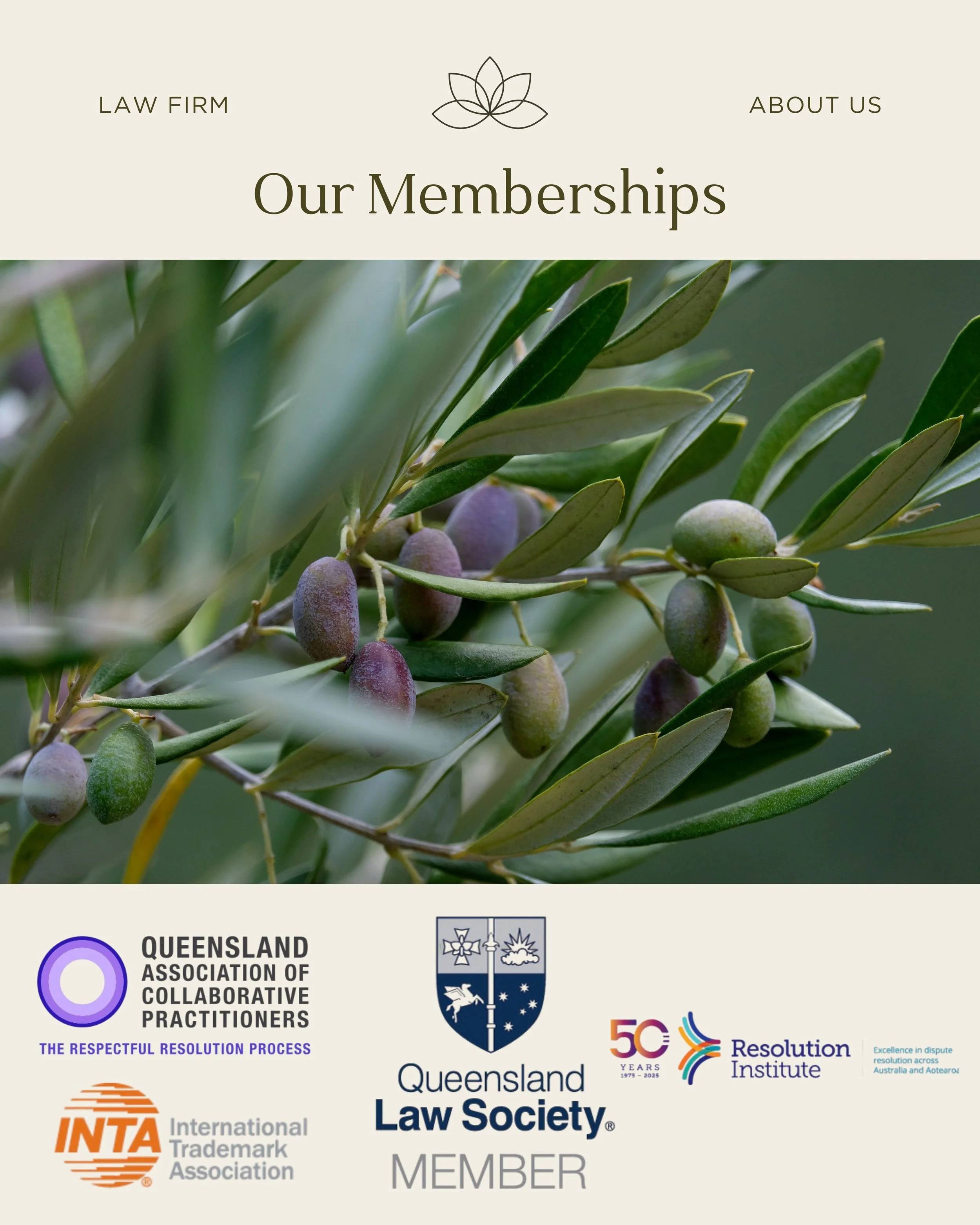 Close-up of green leaves and purple olives on an olive tree branch.