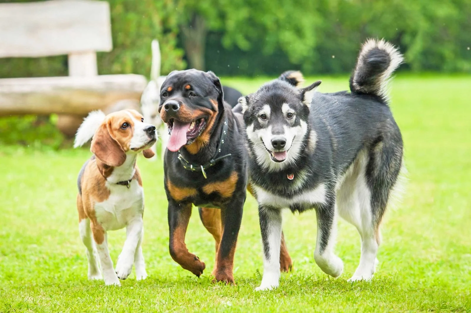 South Bend’s Pawsome Paradise: Unleash Fun with Your Furry Friend at Local Dog Parks