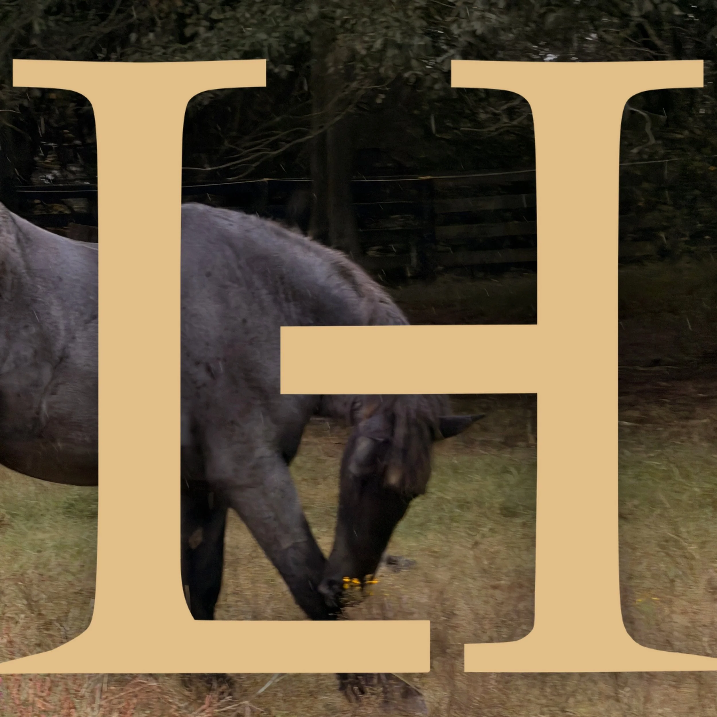 IMG_9962.png