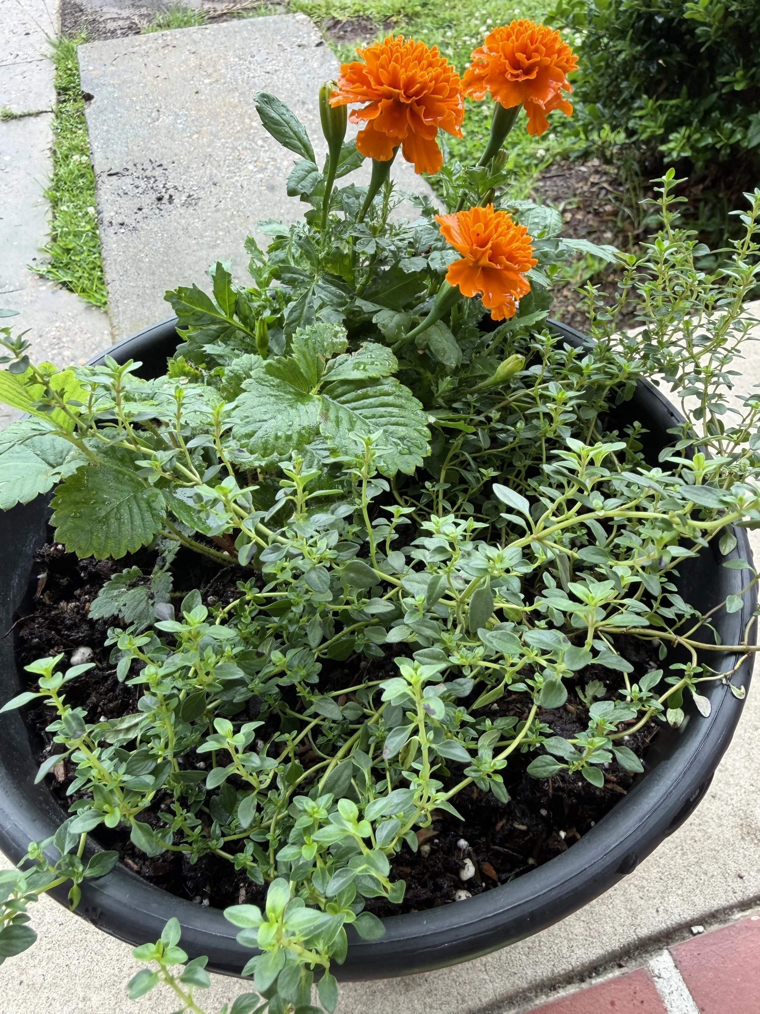 Orange marigold flowers nurtured by Steel this land lawn services. Premium residential patio container garden assembly and luxury plant potting services in Flowood MS.