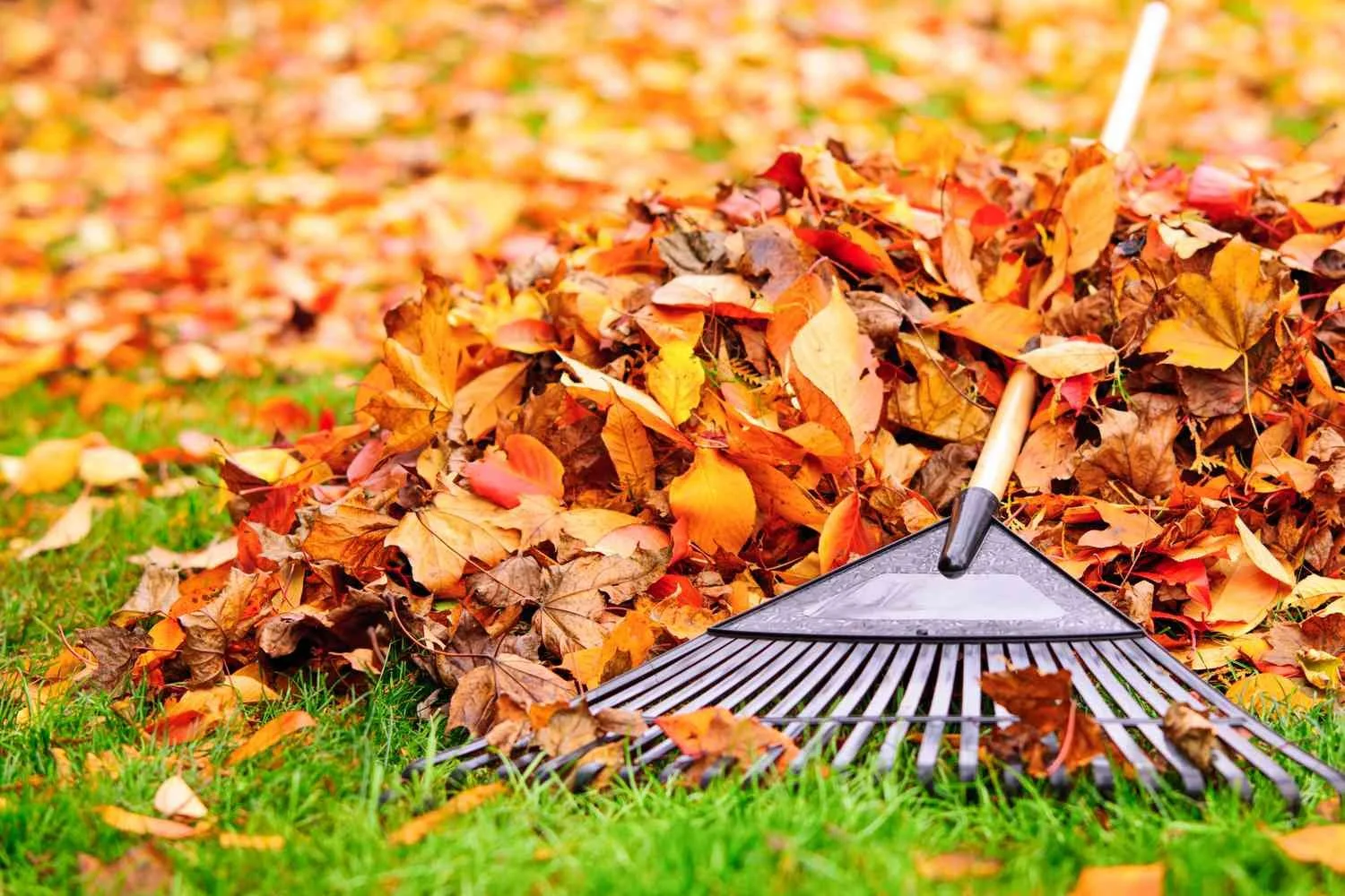 Local lawn service company performing autumn leaf removal and seasonal yard cleaning services