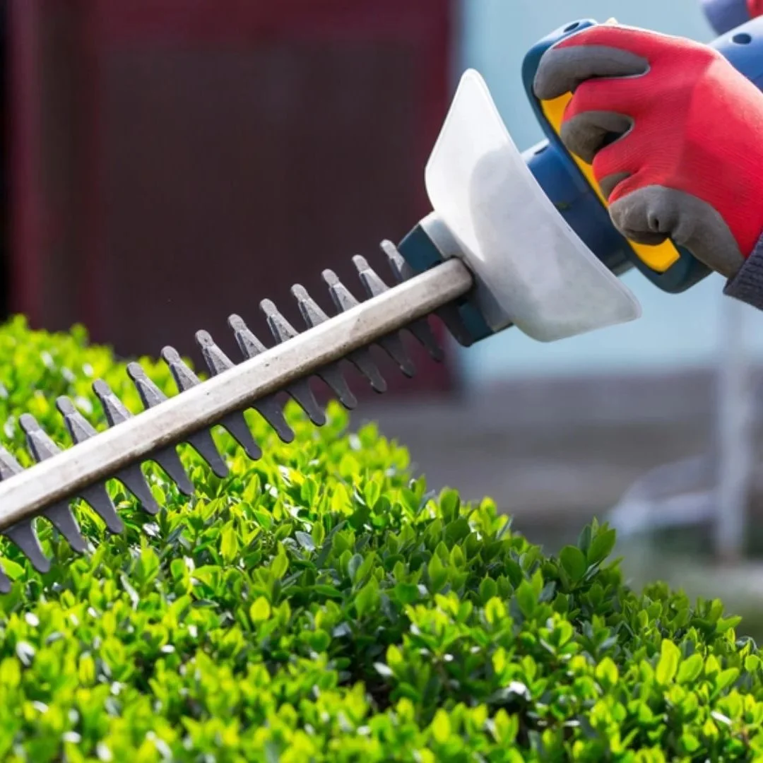 Professional lawn maintenance company offering meticulous shrub trimming and hedge care services