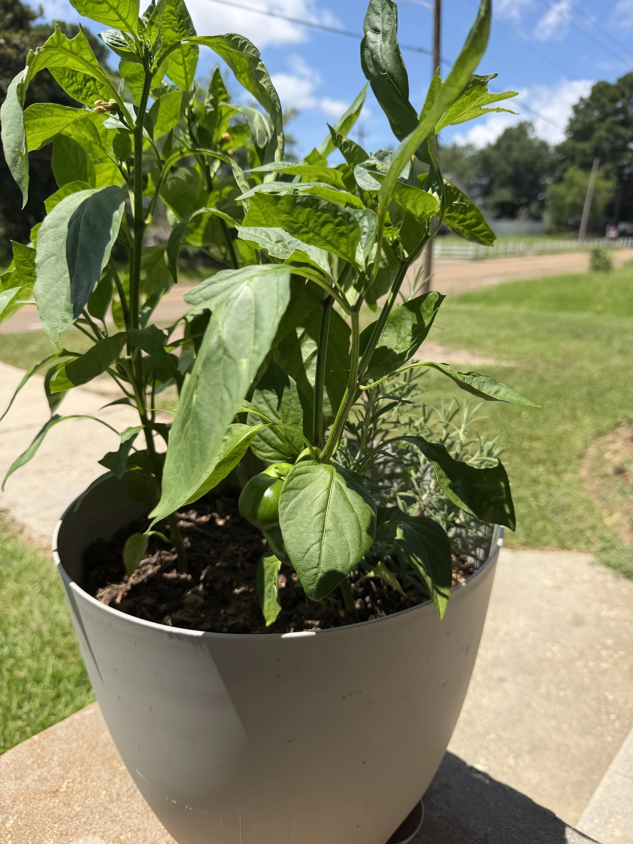 Premium residential patio container garden assembly and luxury plant potting services by Steel This Land Lawn Services near Flowood MS.