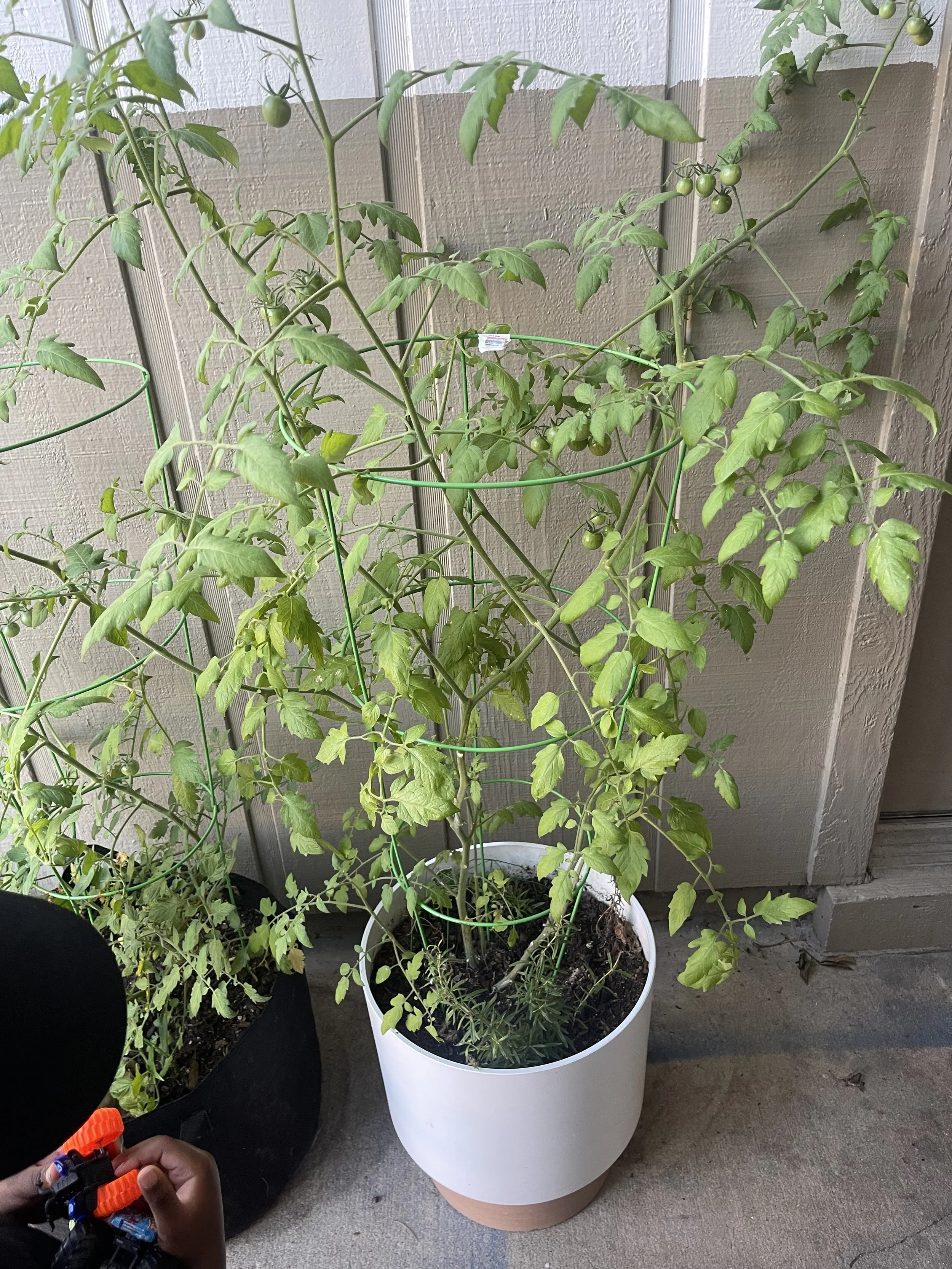 Premium residential patio container garden assembly and luxury plant potting services by Steel This Land LLC in Madison MS. (tomato plant)