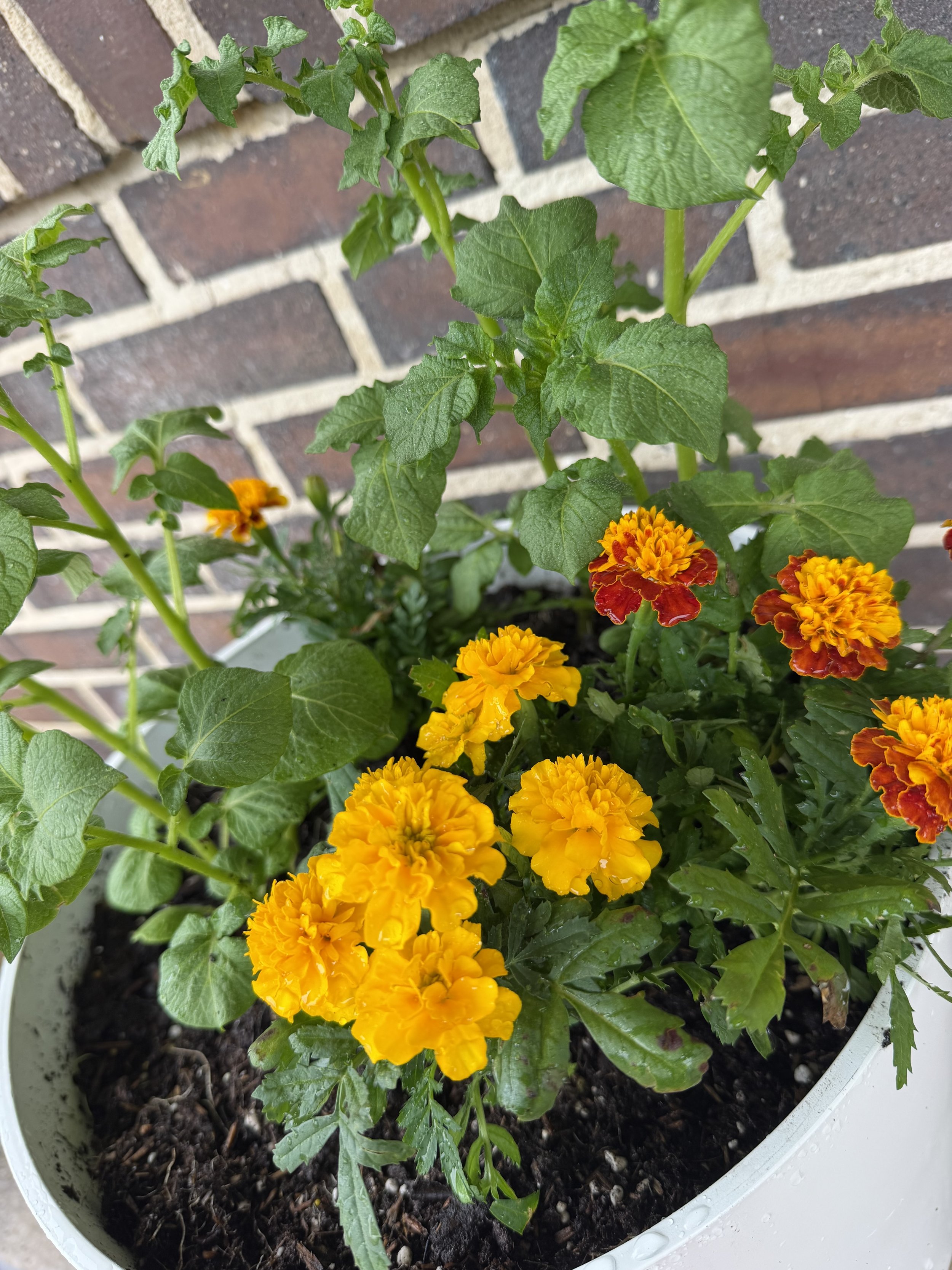 A potted plant with marigold flowers assembled by Steel this land lawn services near the Brandon Ms area.