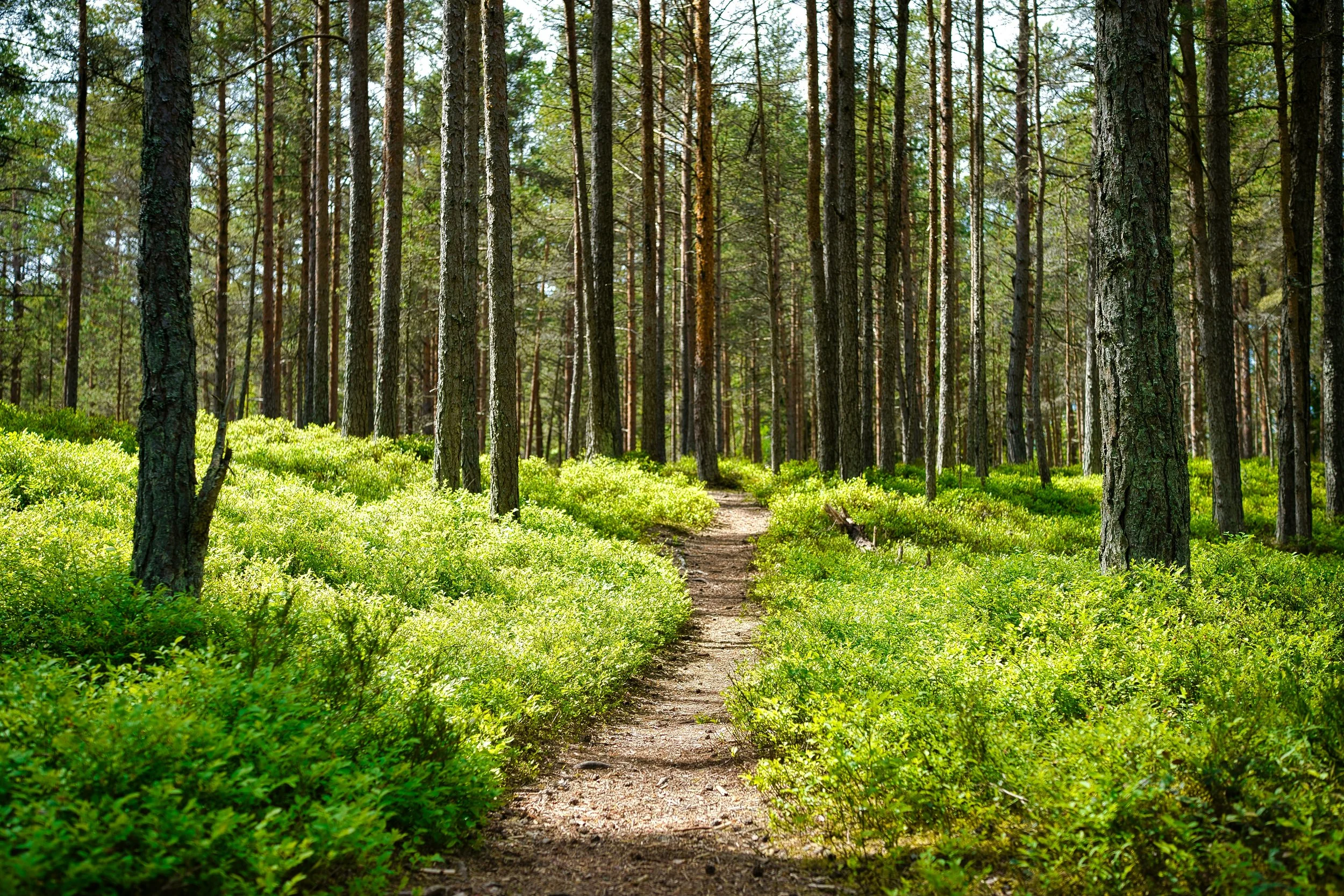 A forest scene with tall trees and a narrow dirt path winding through vibrant green undergrowth, sunlight filtering through the trees.