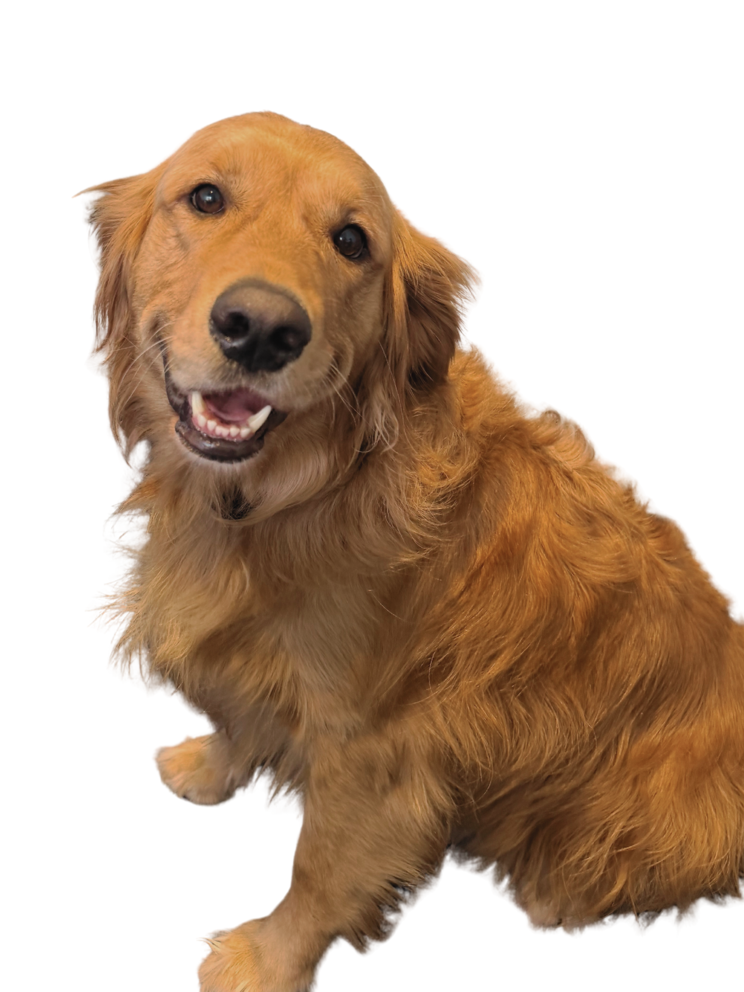 A golden retriever dog with a friendly expression, partly sitting, with a white background.
