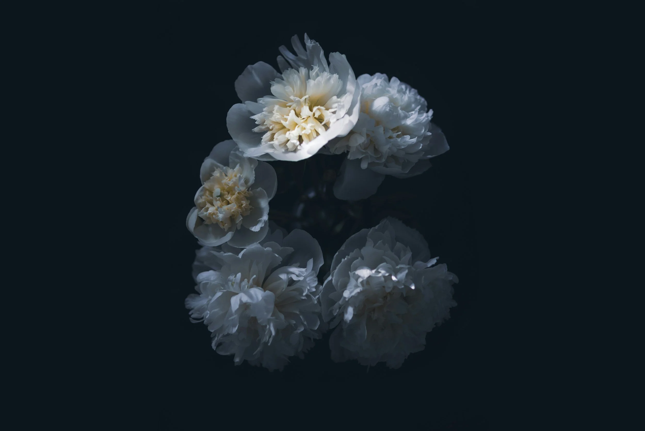 A white flower, possibly a peony, with multiple layers of petals, reflected on a smooth, dark surface.