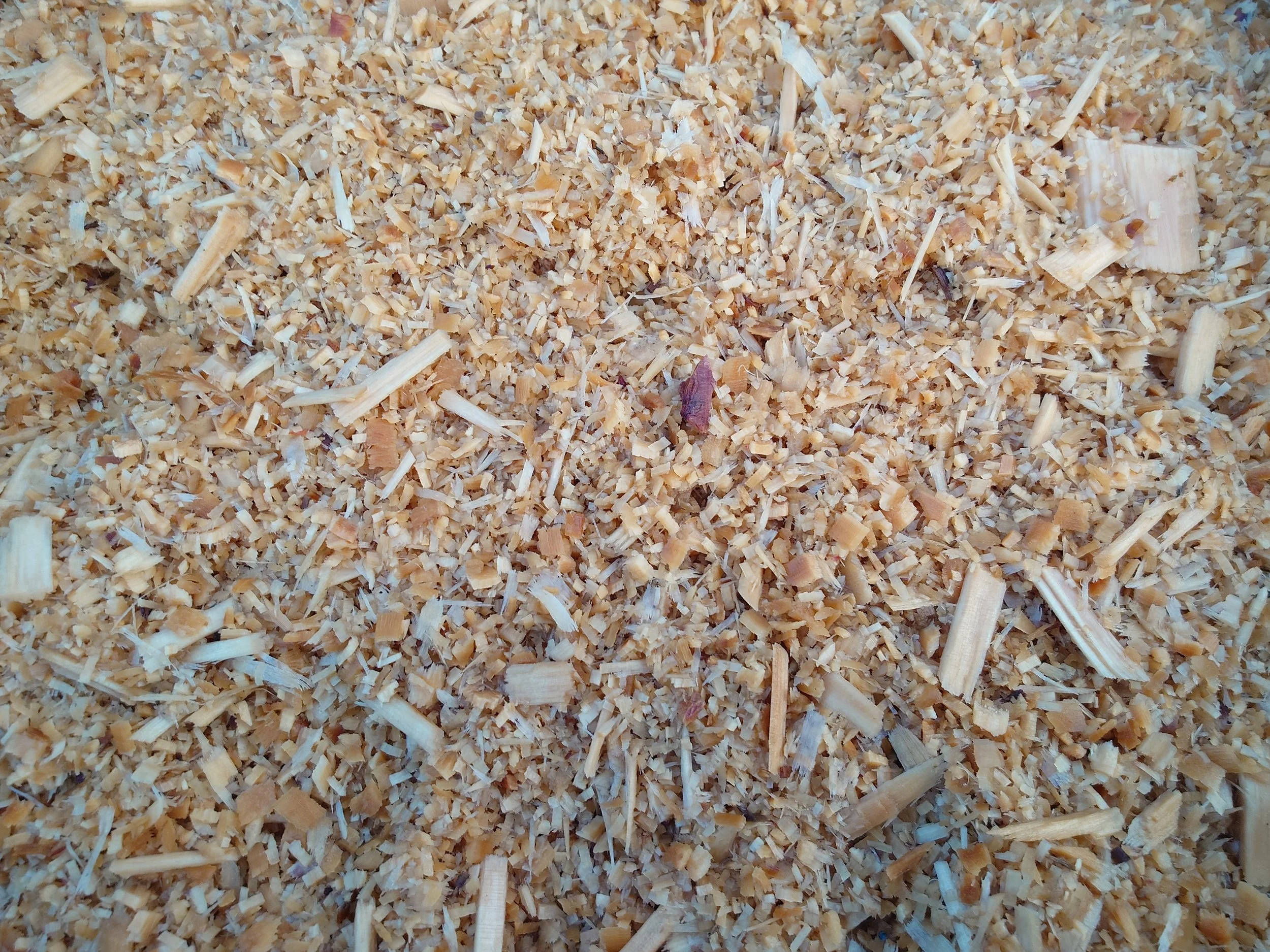 Pine Sawdust
