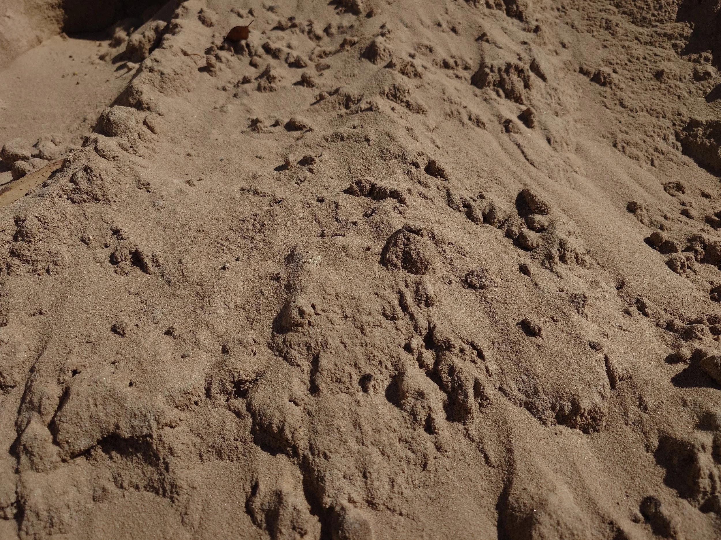 Brown Sand
