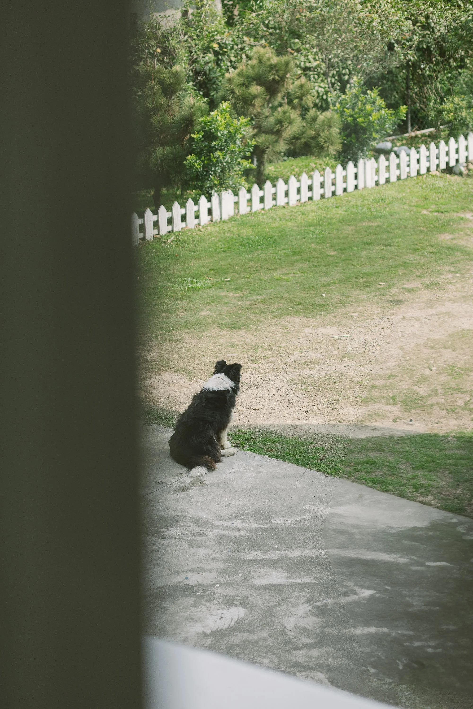 A black and white dog sitting on a concrete step, looking toward a grassy yard with bushes and a white picket fence, partially obscured by a dark object in the foreground.