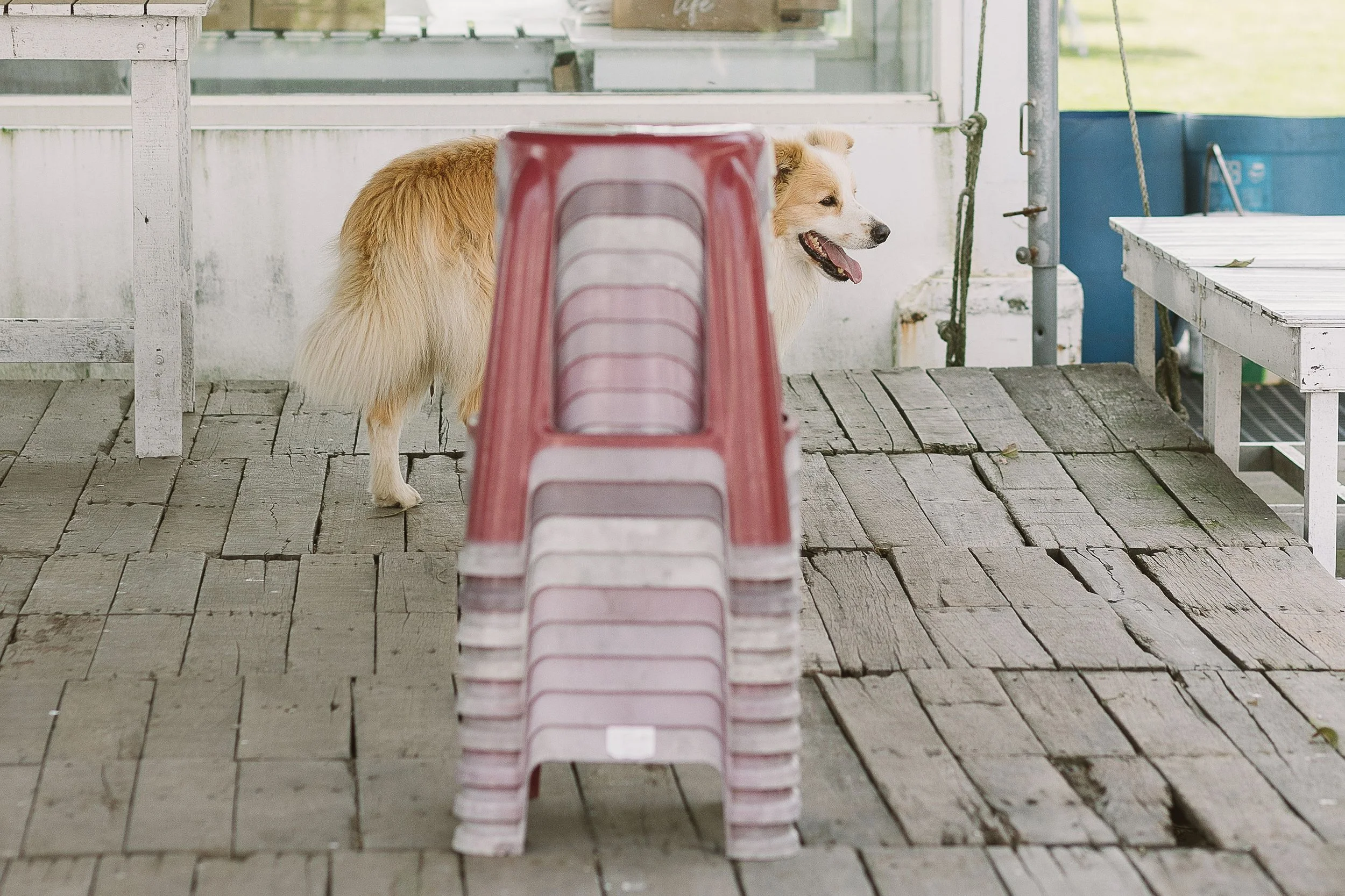 A fluffy dog with a tan and white coat standing behind a stack of pink and gray plastic chairs on a wooden deck outside a porch.