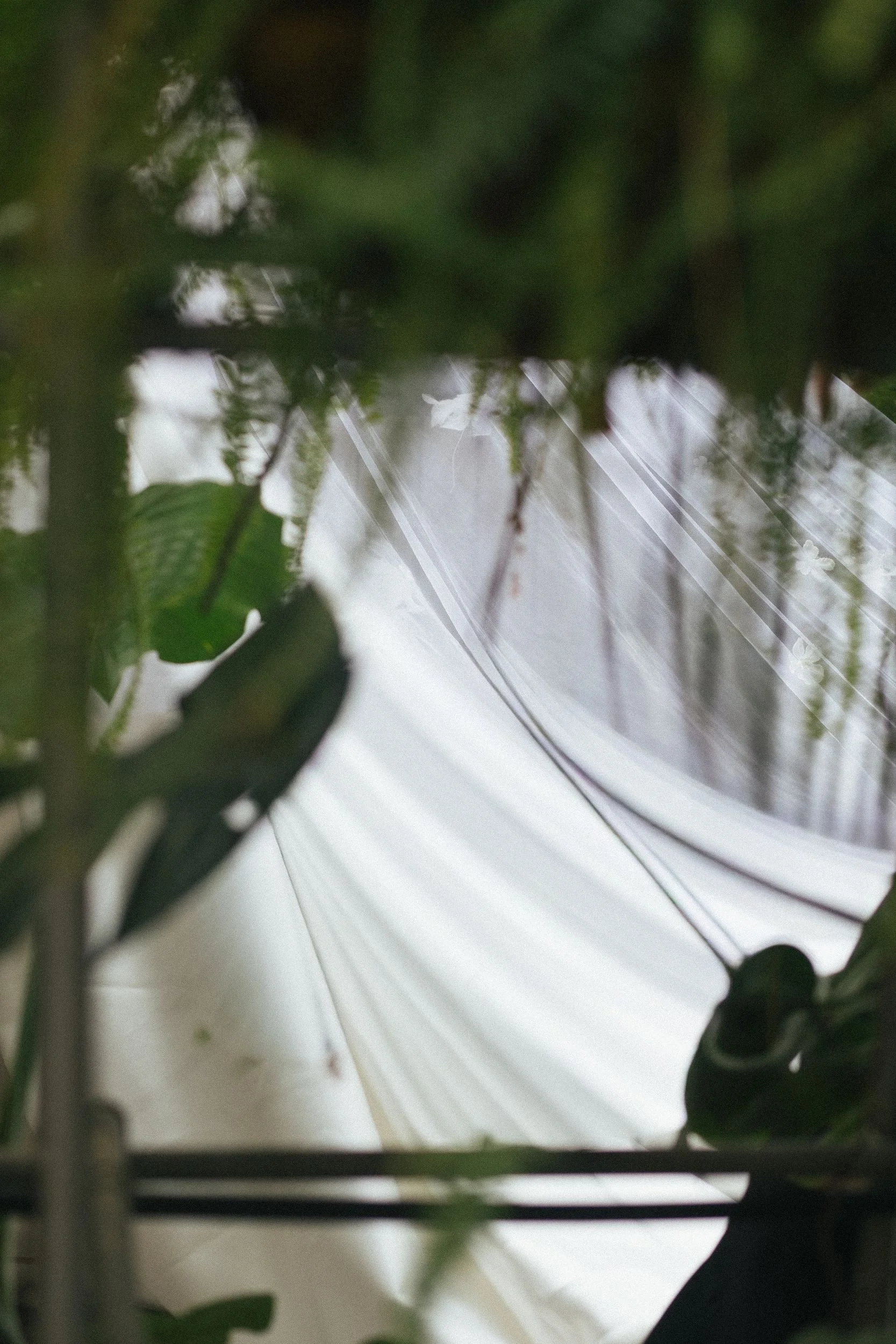 Close-up of green leaves and branches with a reflective surface and a white background.