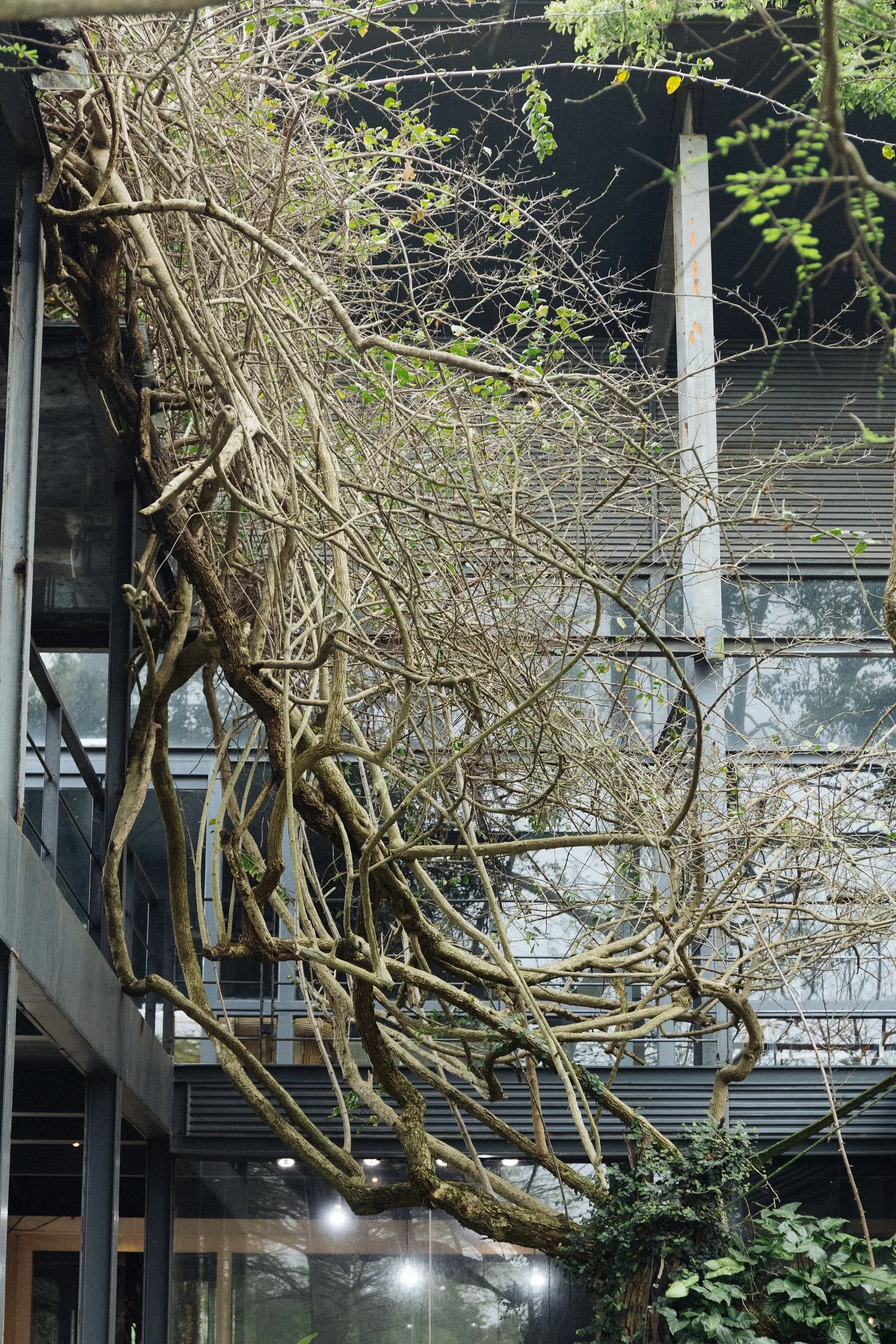 Tree branches growing up and around a modern glass building with metal framing, reflective windows, and some greenery at the base.