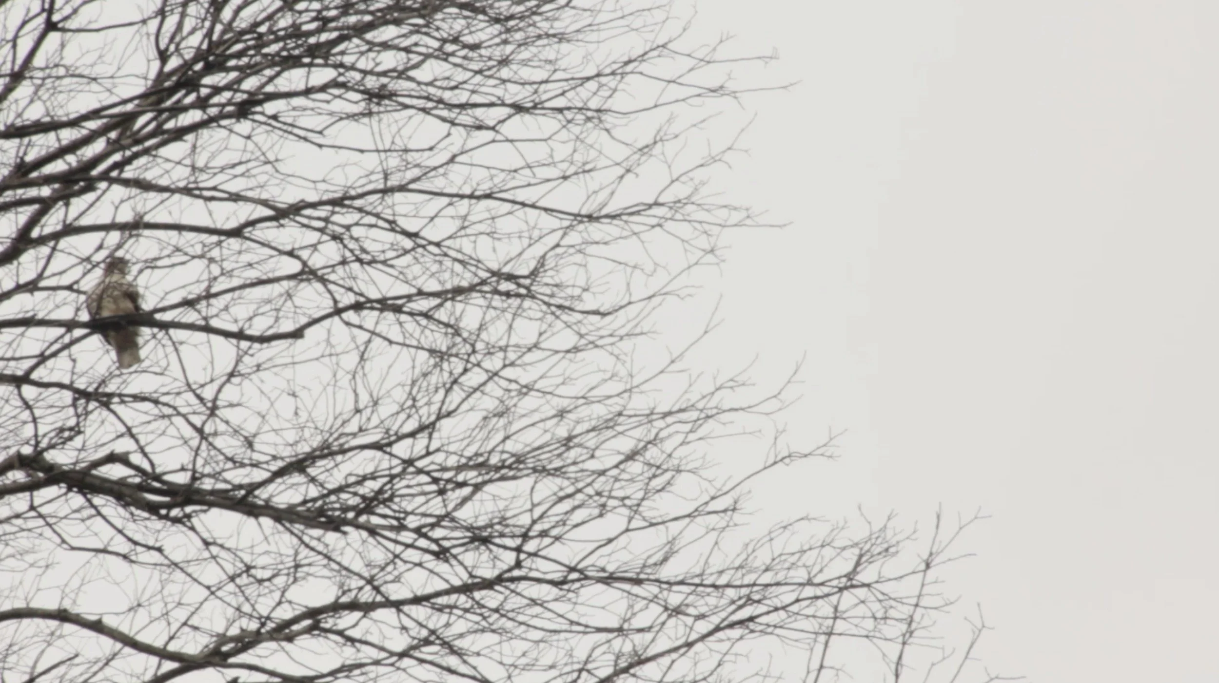 06-wild-bird-1.jpg