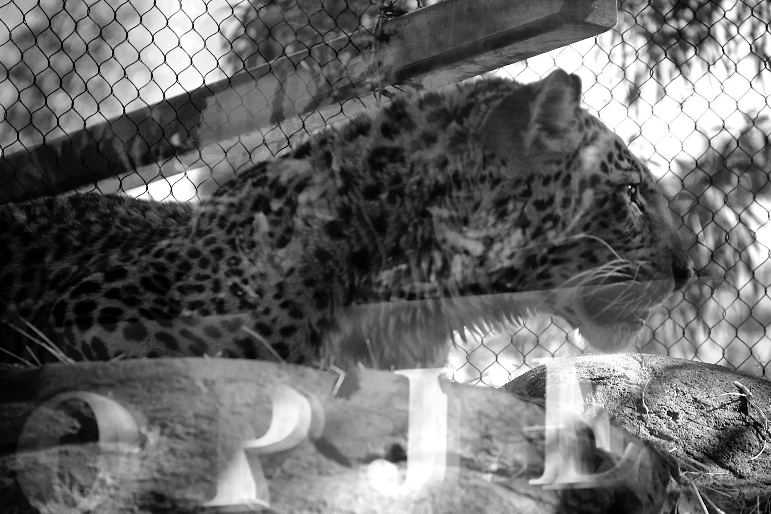05-the-zoo-3.jpg