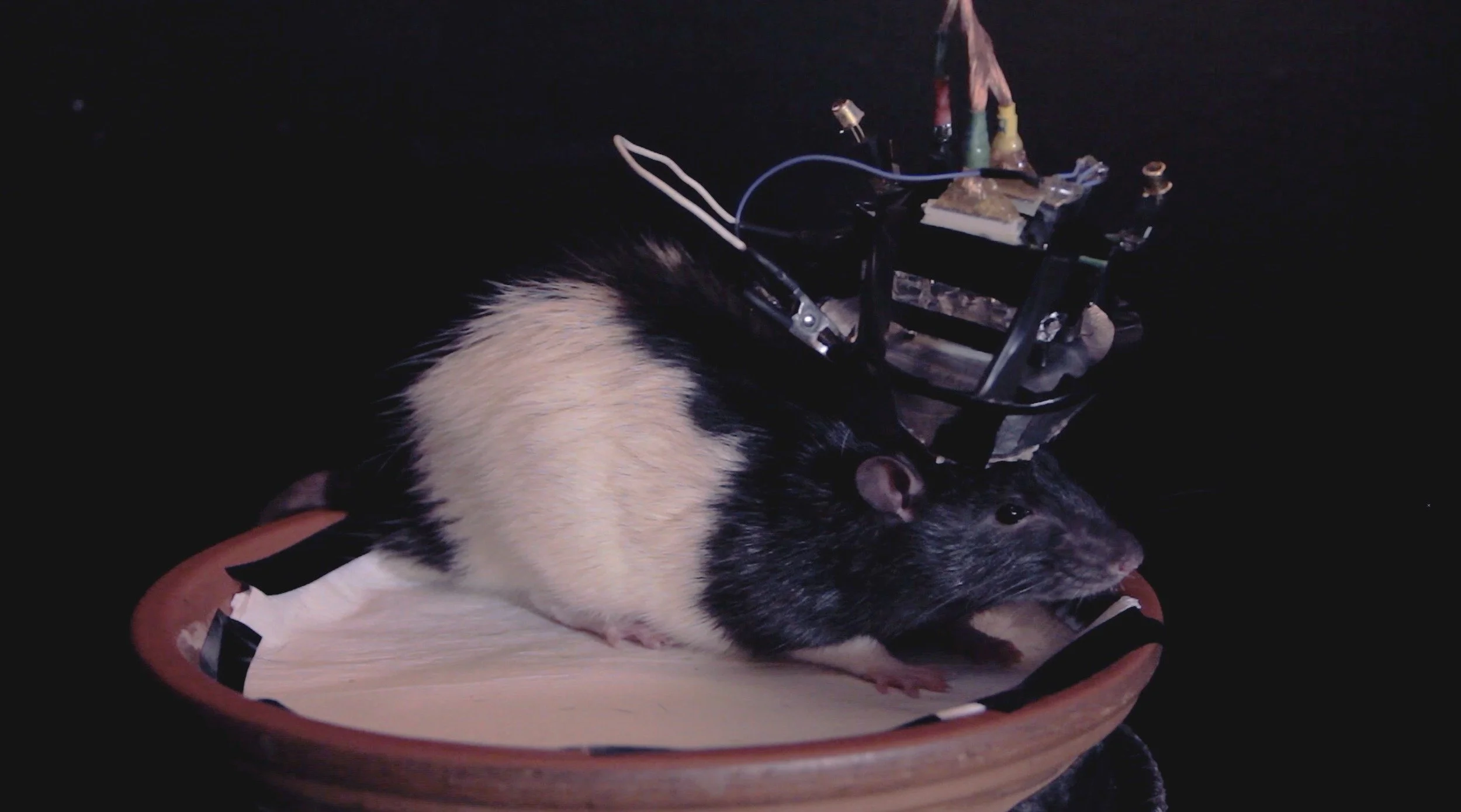 04-lab-rat-31415-3.jpg