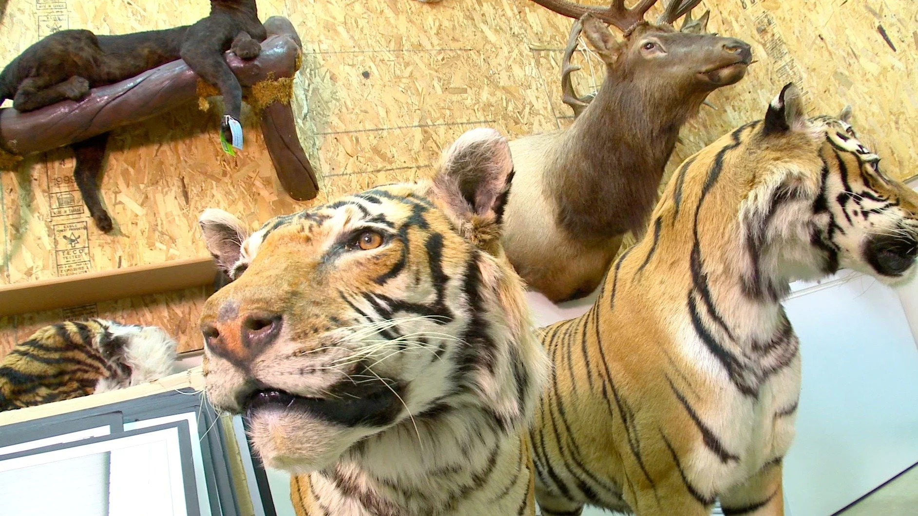 10-captive-hunting-exposed-1.jpg