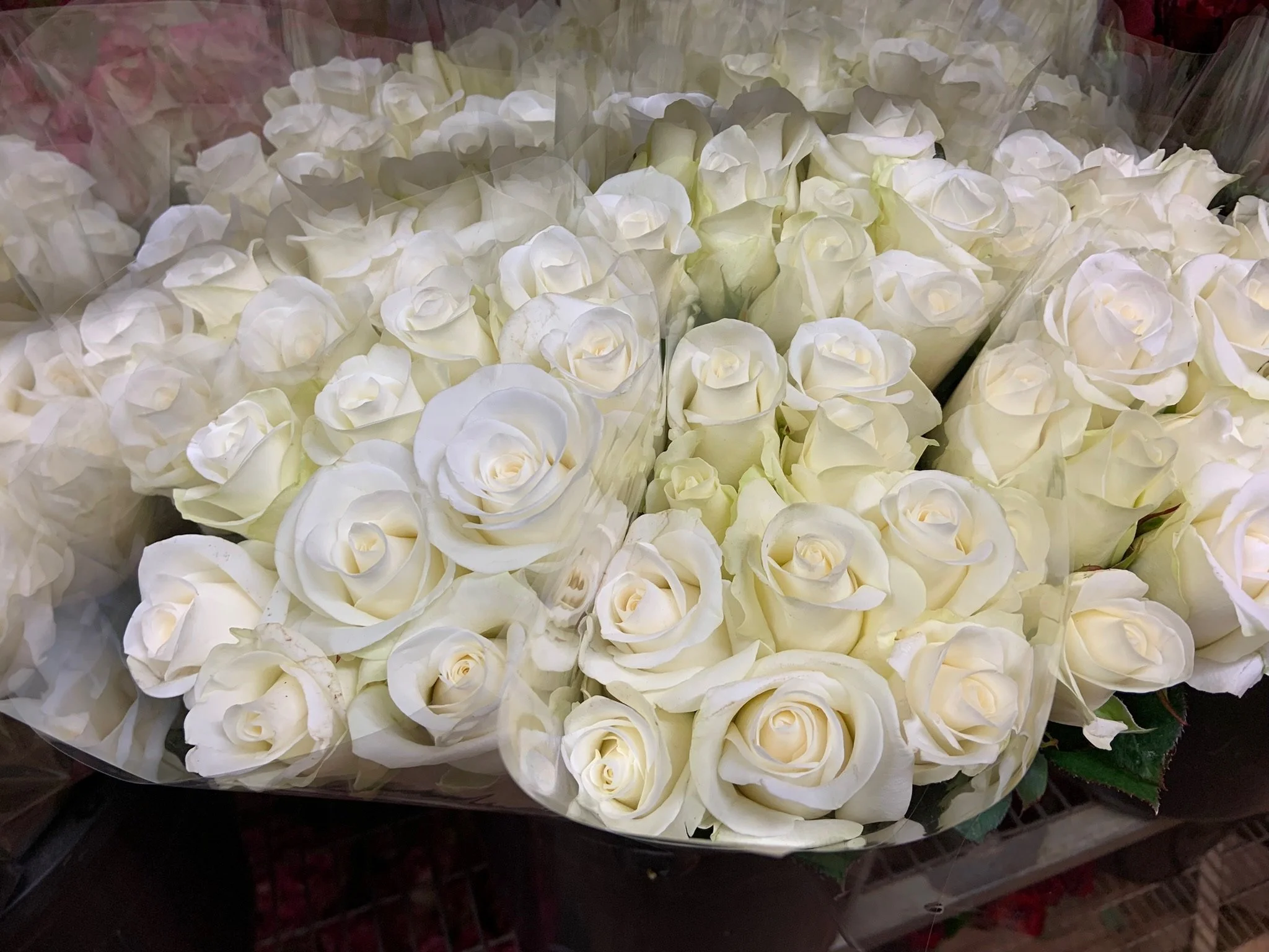Akito: Medium head size. Pure white, 40- 60 cm