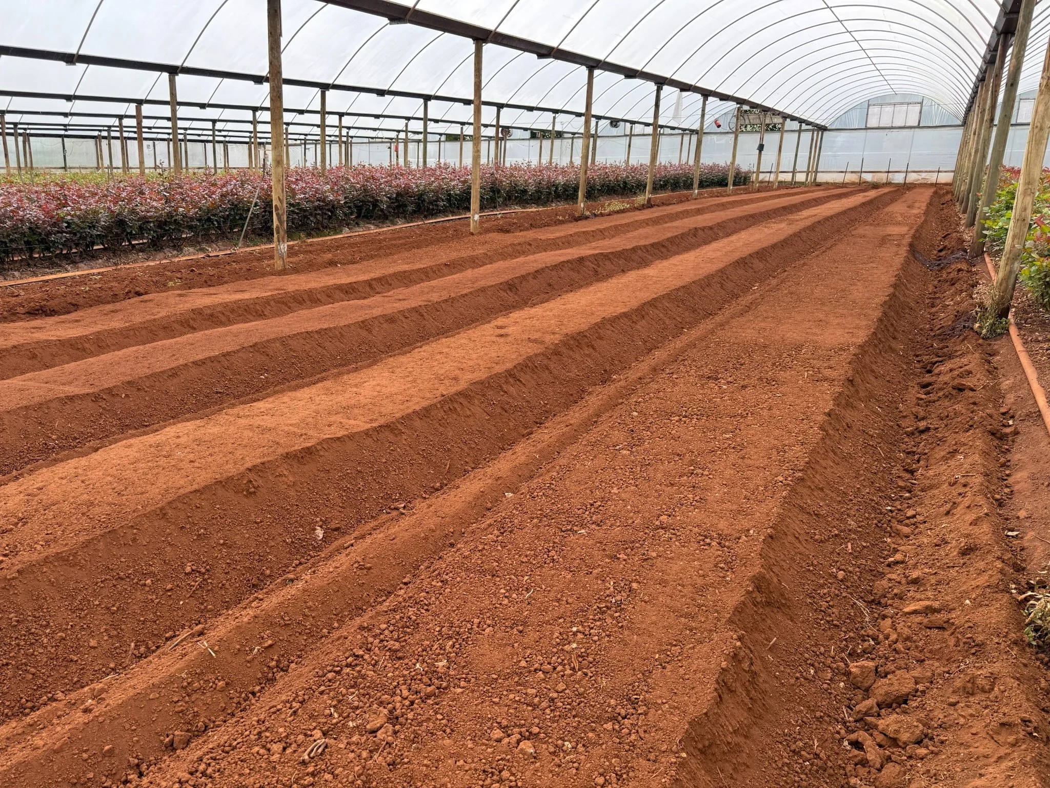 our red soil in Mt Evelyn