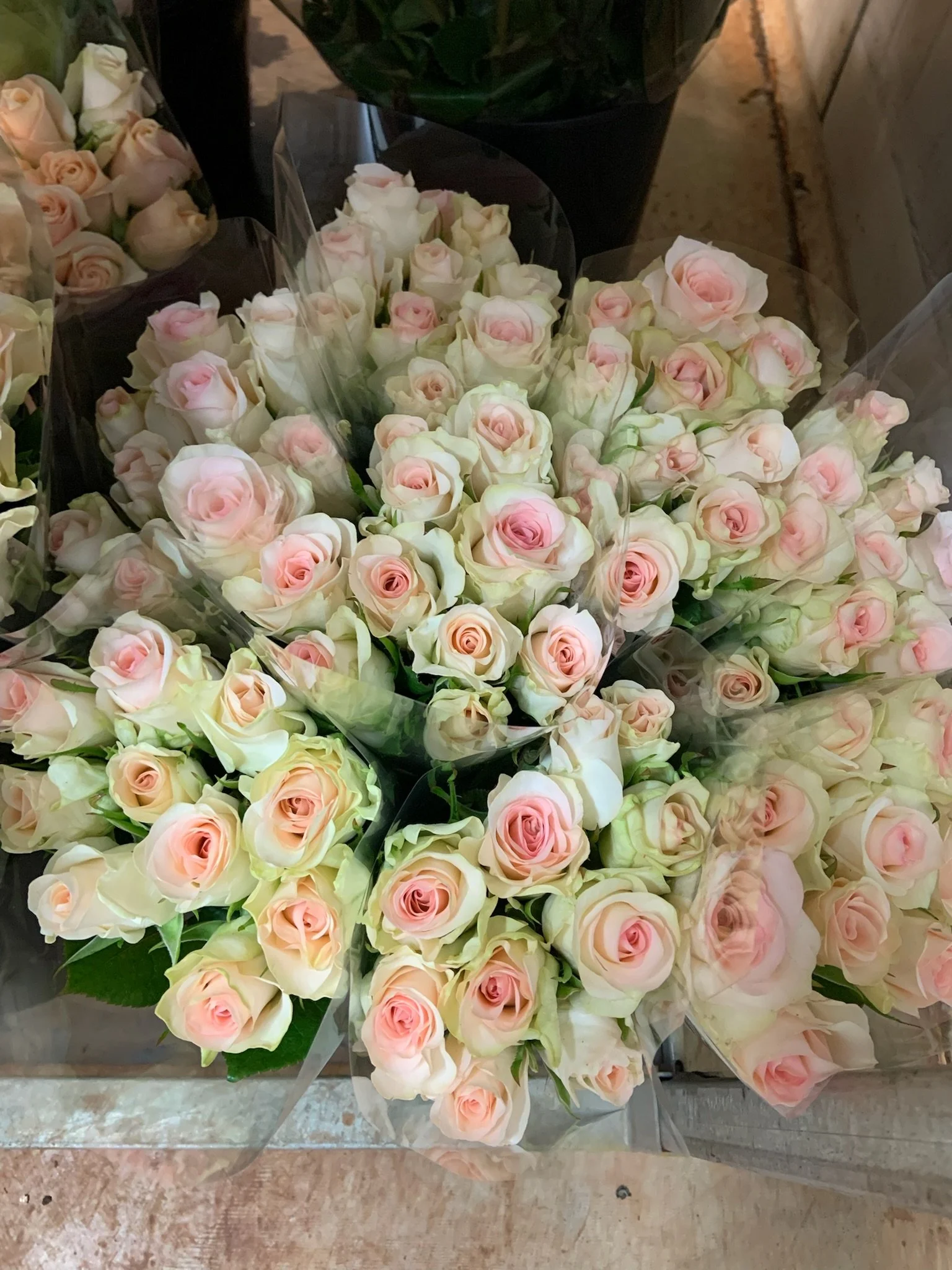 Senorita: Large head. Off-white pink/apricot centre, 40- 60 cm