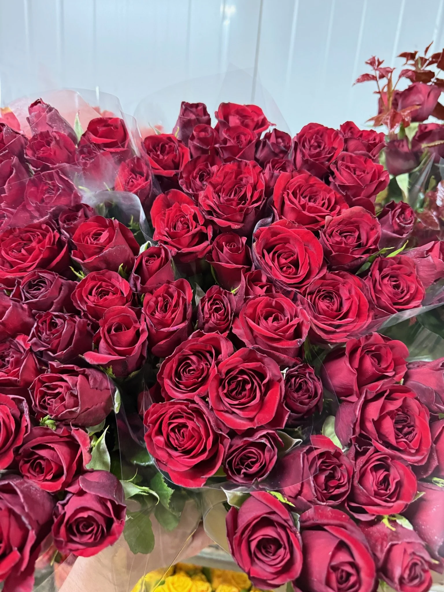 Explorer: Large head. Red variety, 40- 60 cm