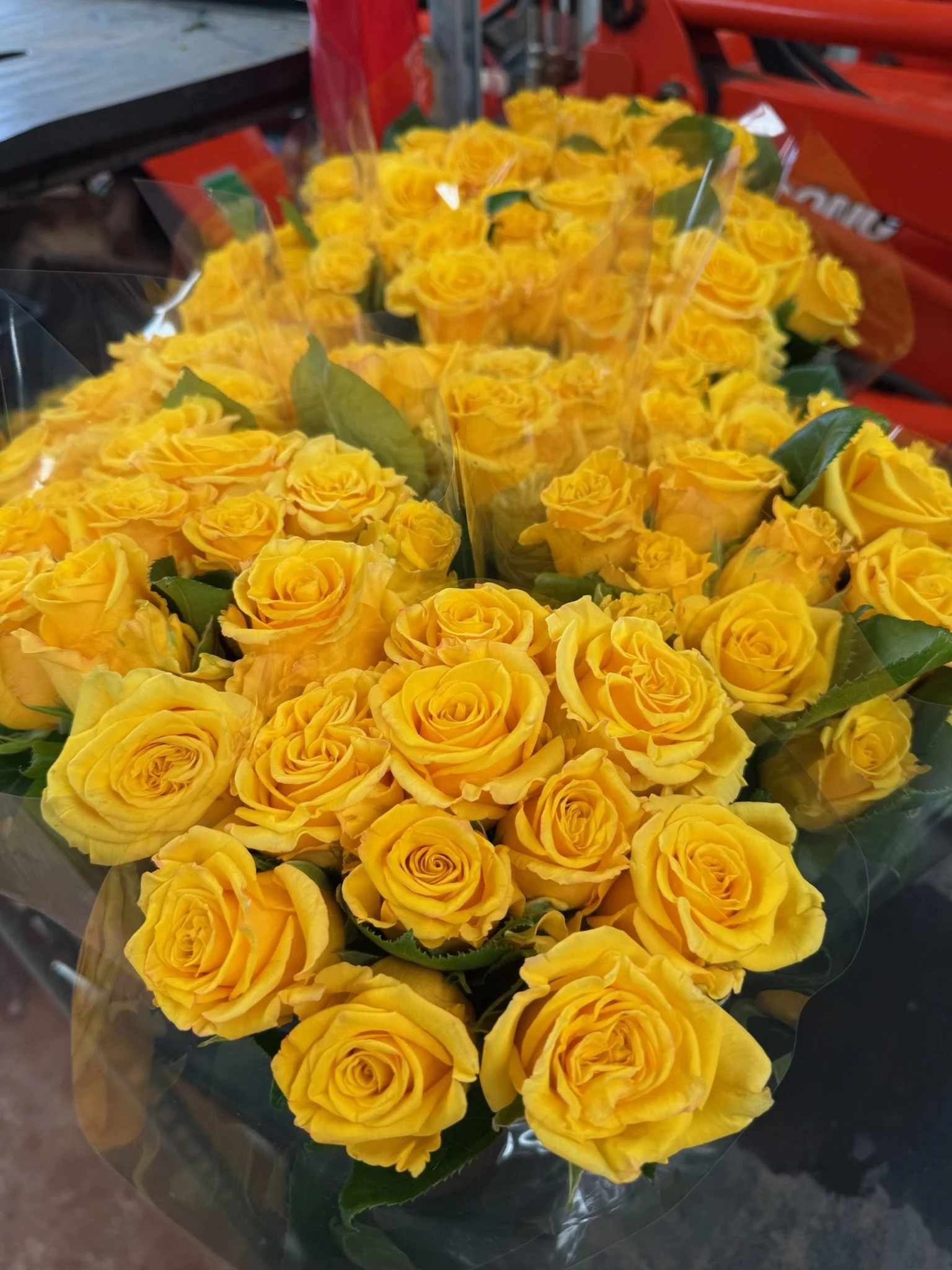 Son Risa: Medium head. Bright yellow, 40- 60 cm 