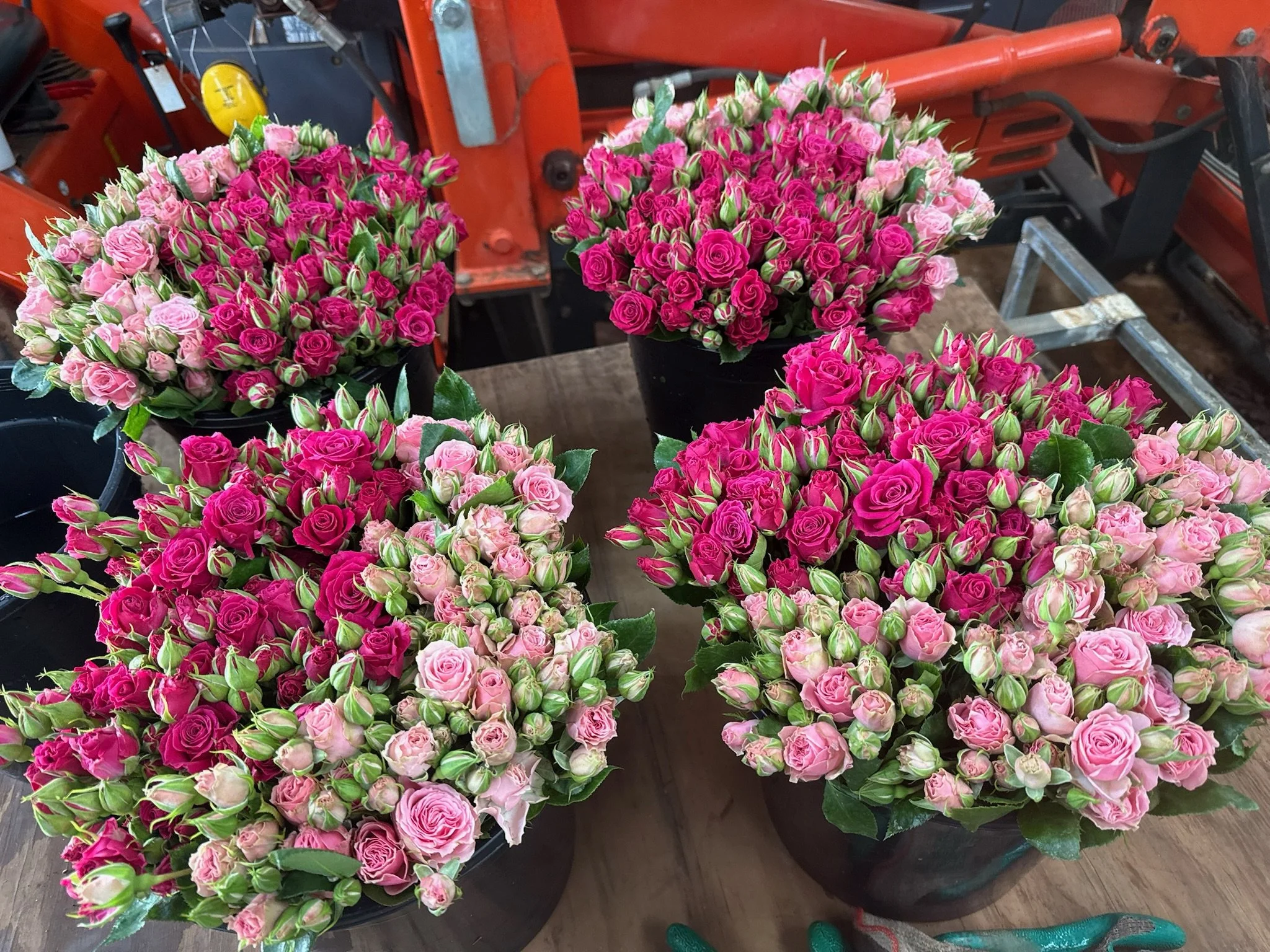buy roses in bulk