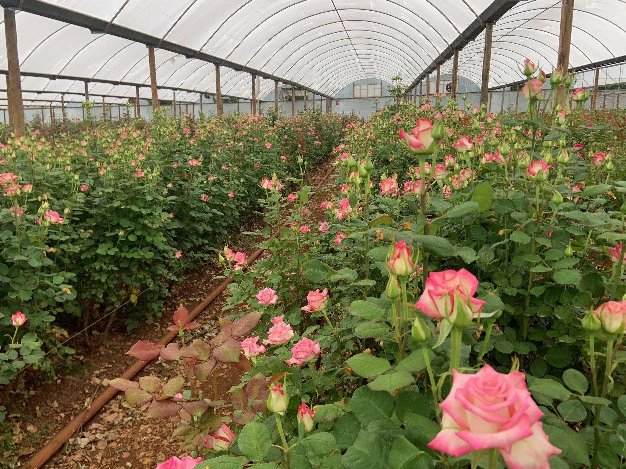 A greenhouse filled with pink and cream roses planted in rows on either side of a central aisle.
