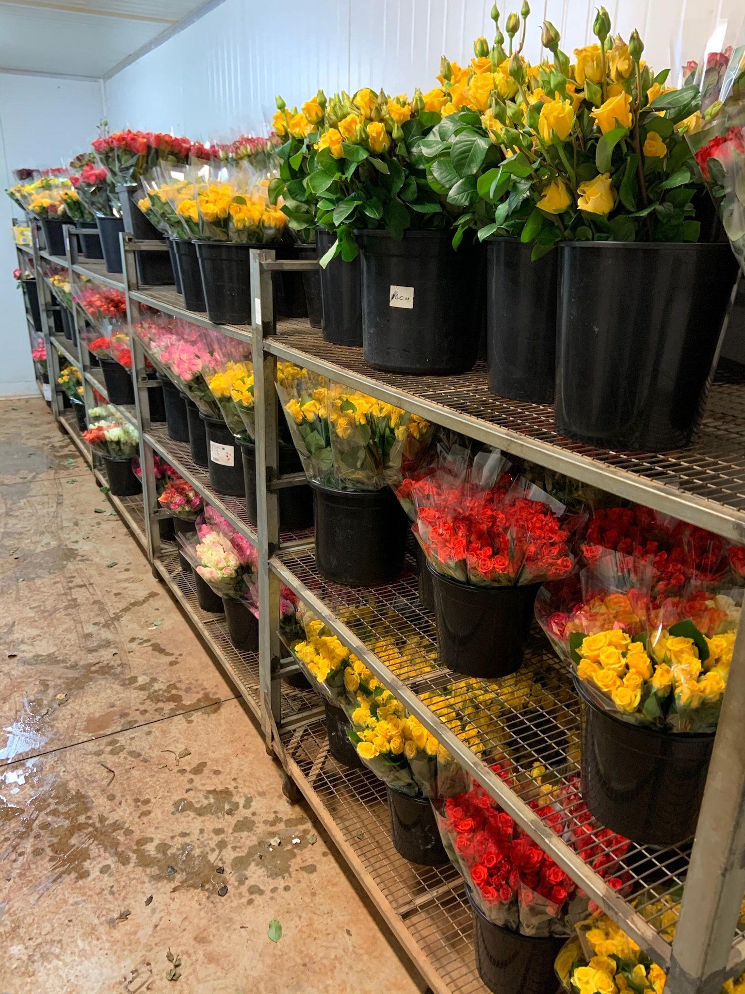 flowers in our storage room