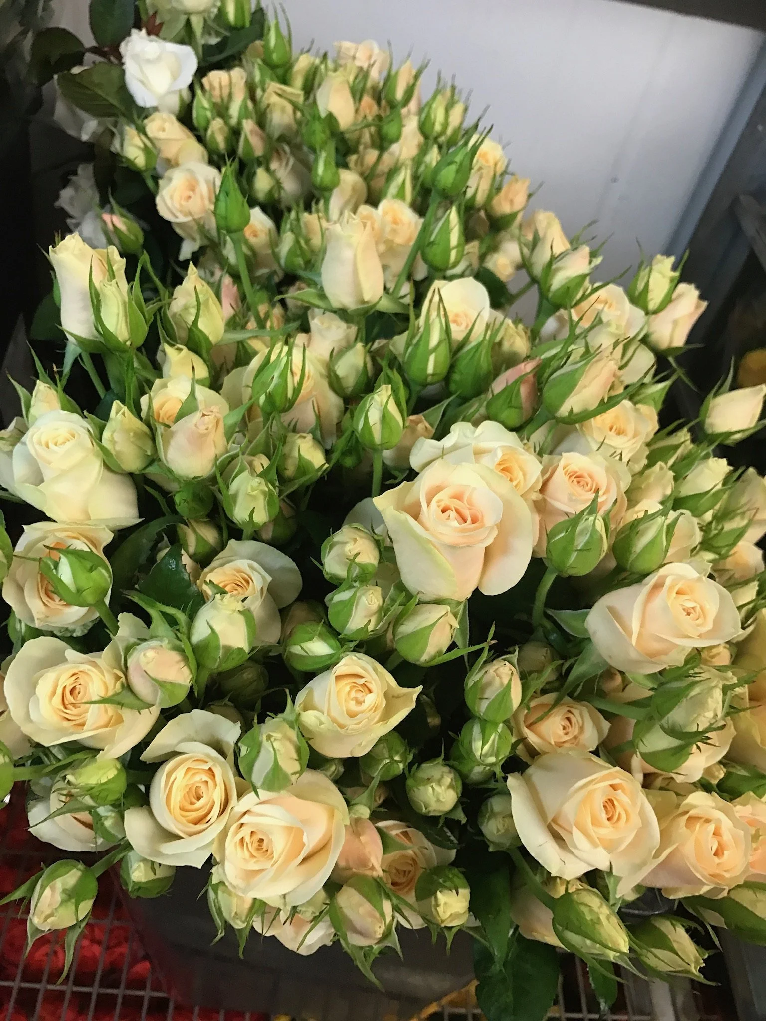 Chantilly: Medium-sized head. Apricot cream, 40- 60 cm