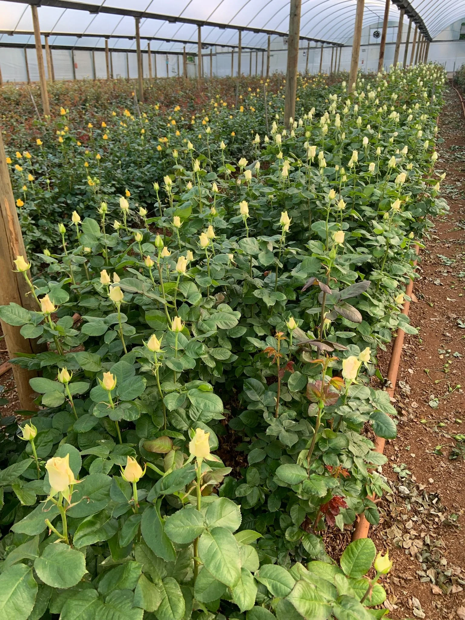 yellow roses growing in our greenhouse
