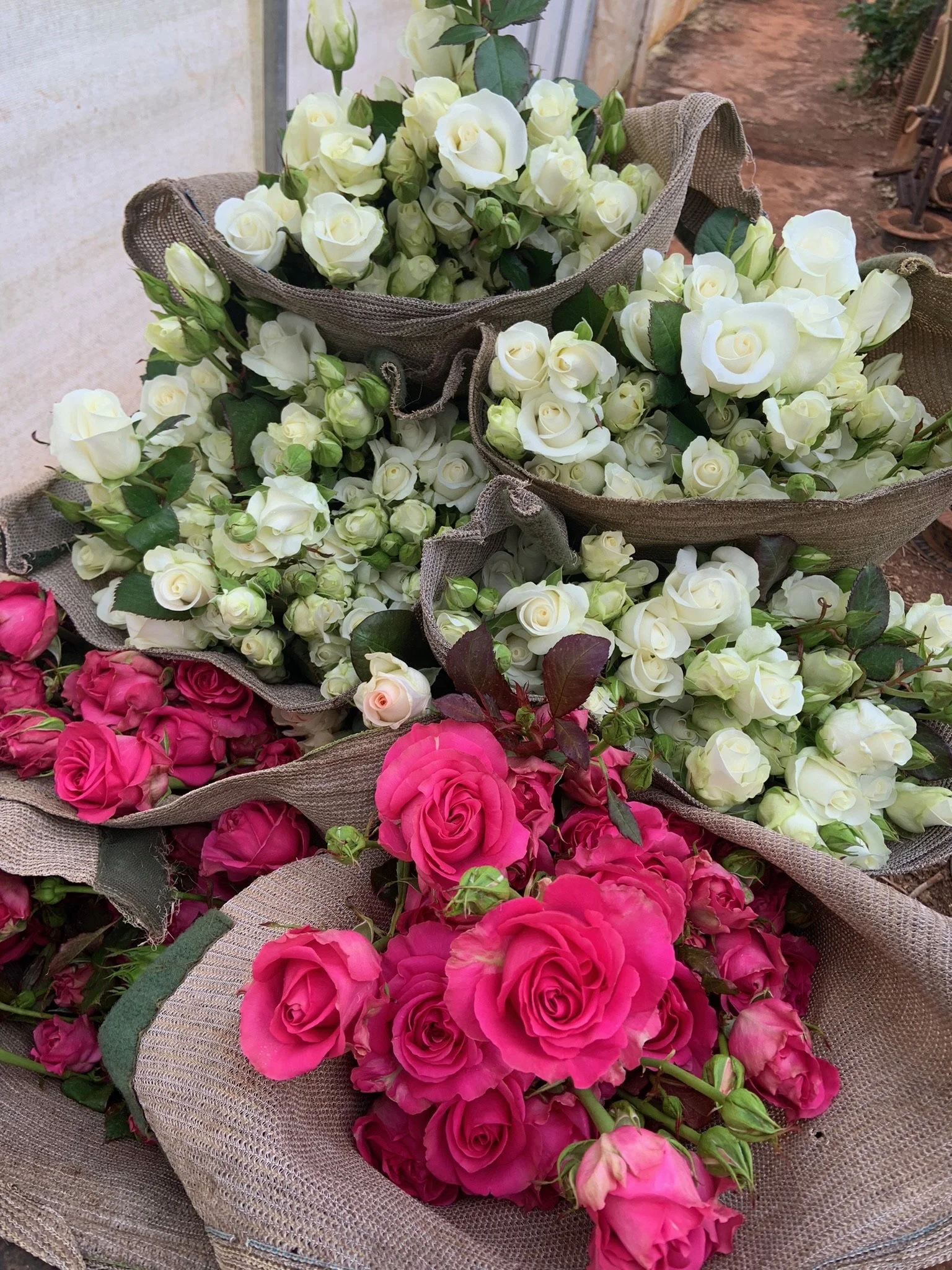 pink and white flowers in sacks