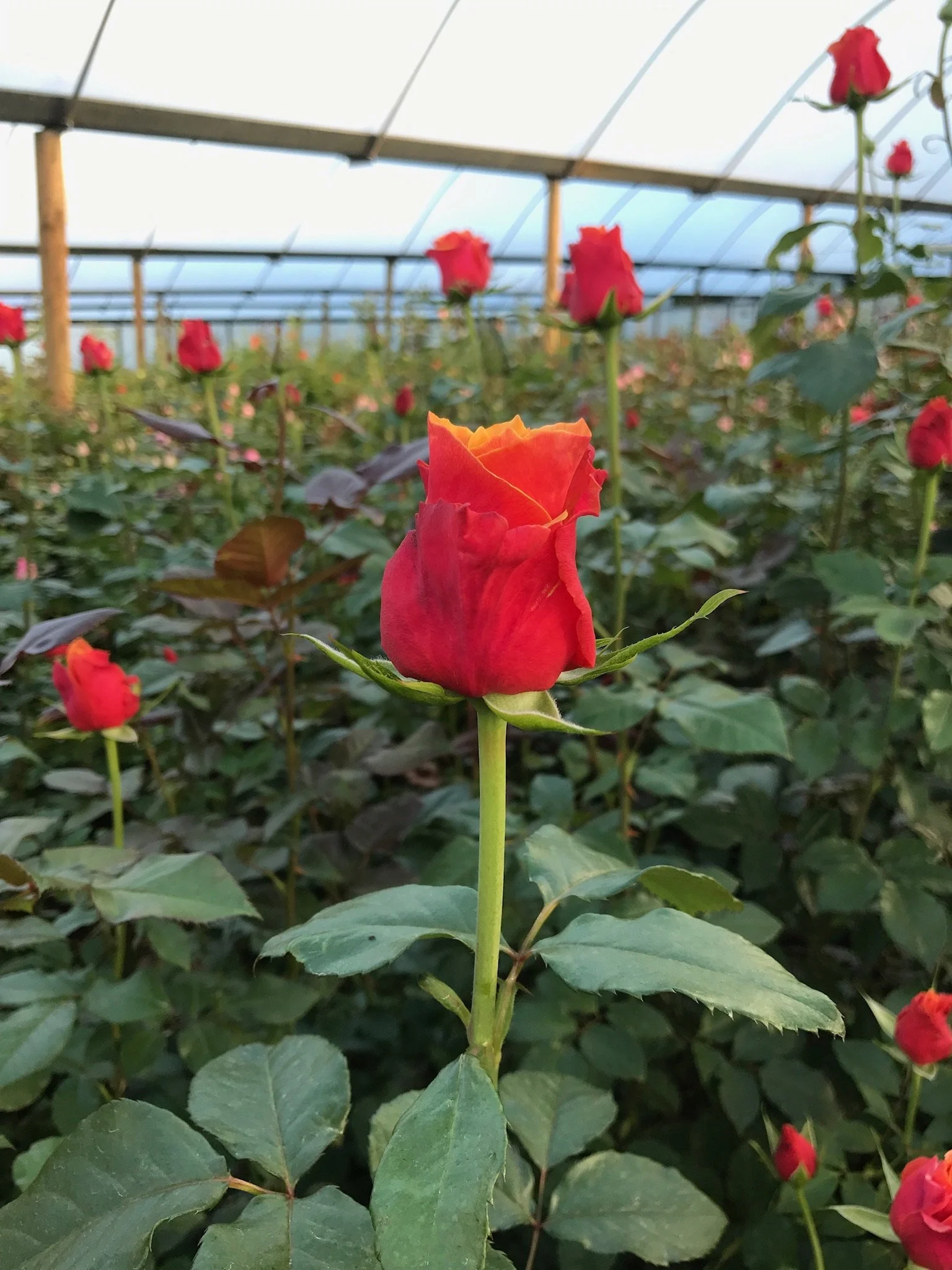 red rose on farm
