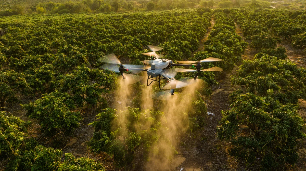 A drone flying over a field of green crops during sunset, dispersing a substance onto the plants.