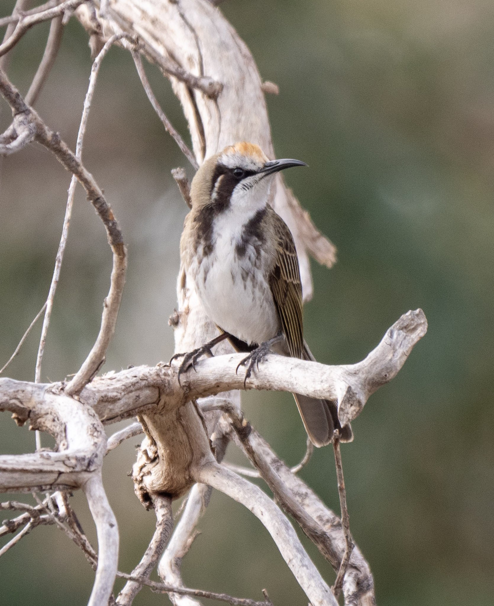Tawney Crowned Honeyeater 7164.jpg