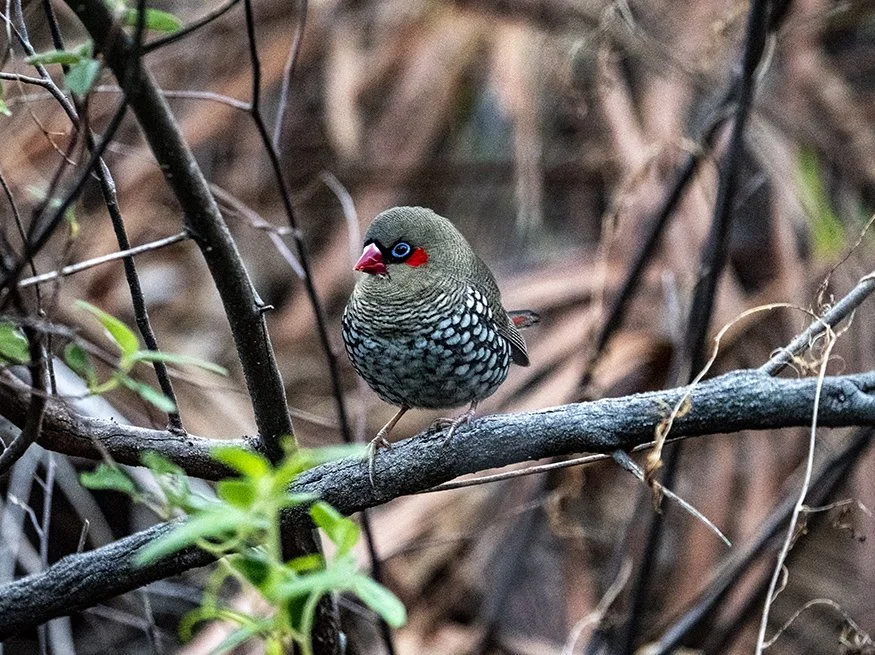 Red Eared Firetail Finch 44294.jpg