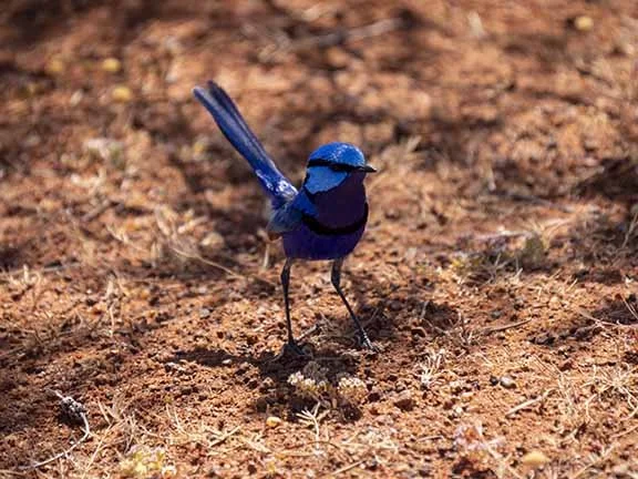 Splendid Fairy Wren 11334.jpg